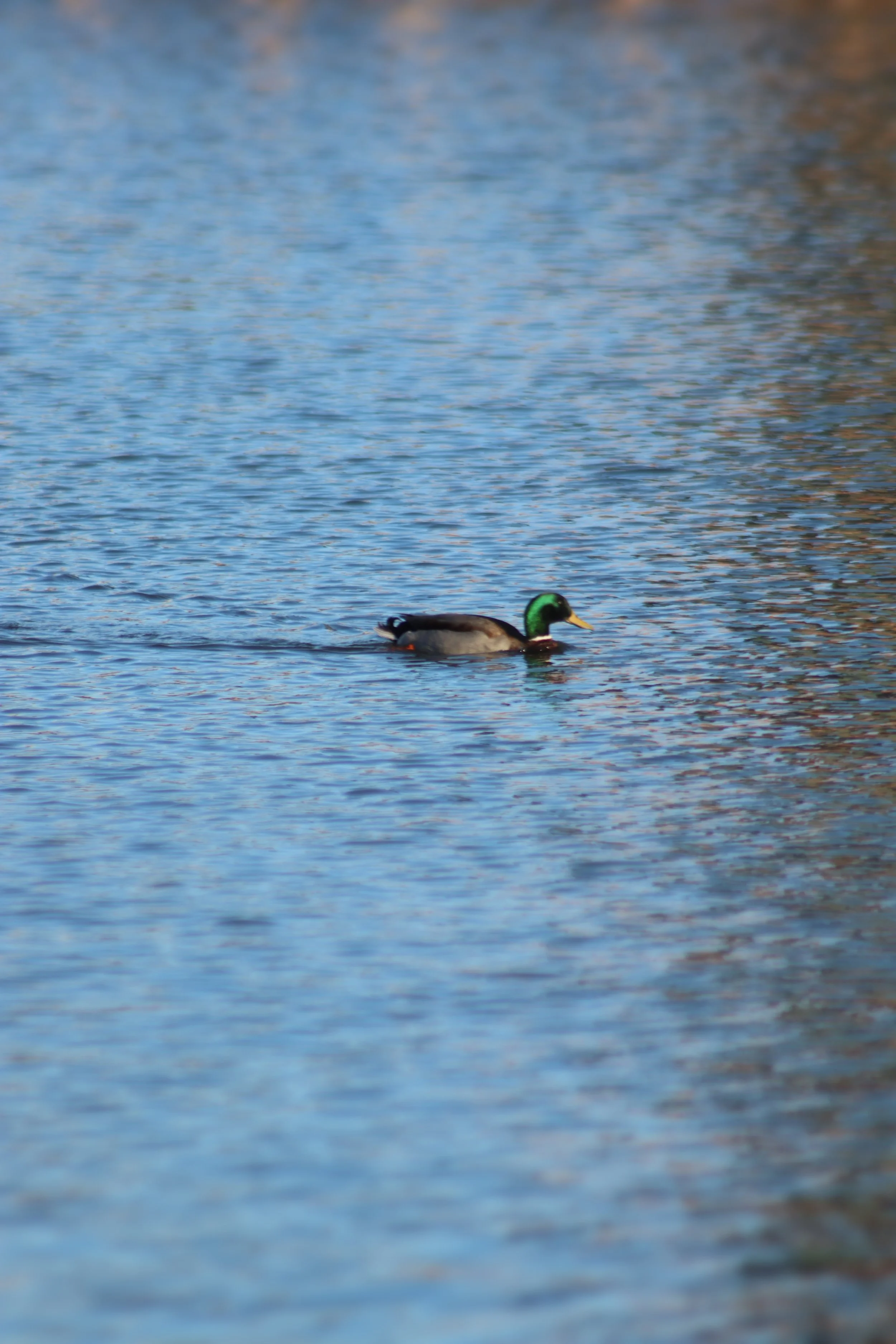 Duck Alone.jpg