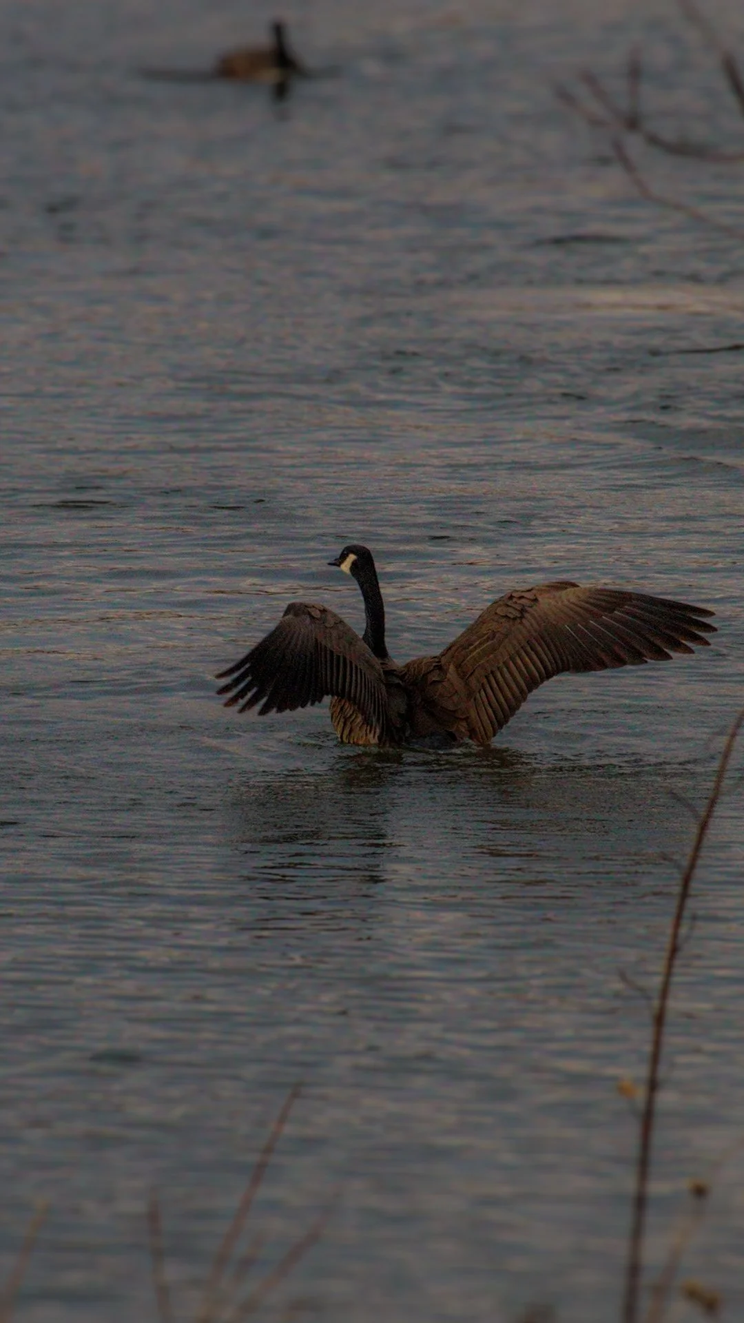 Goose open wong 4.jpg