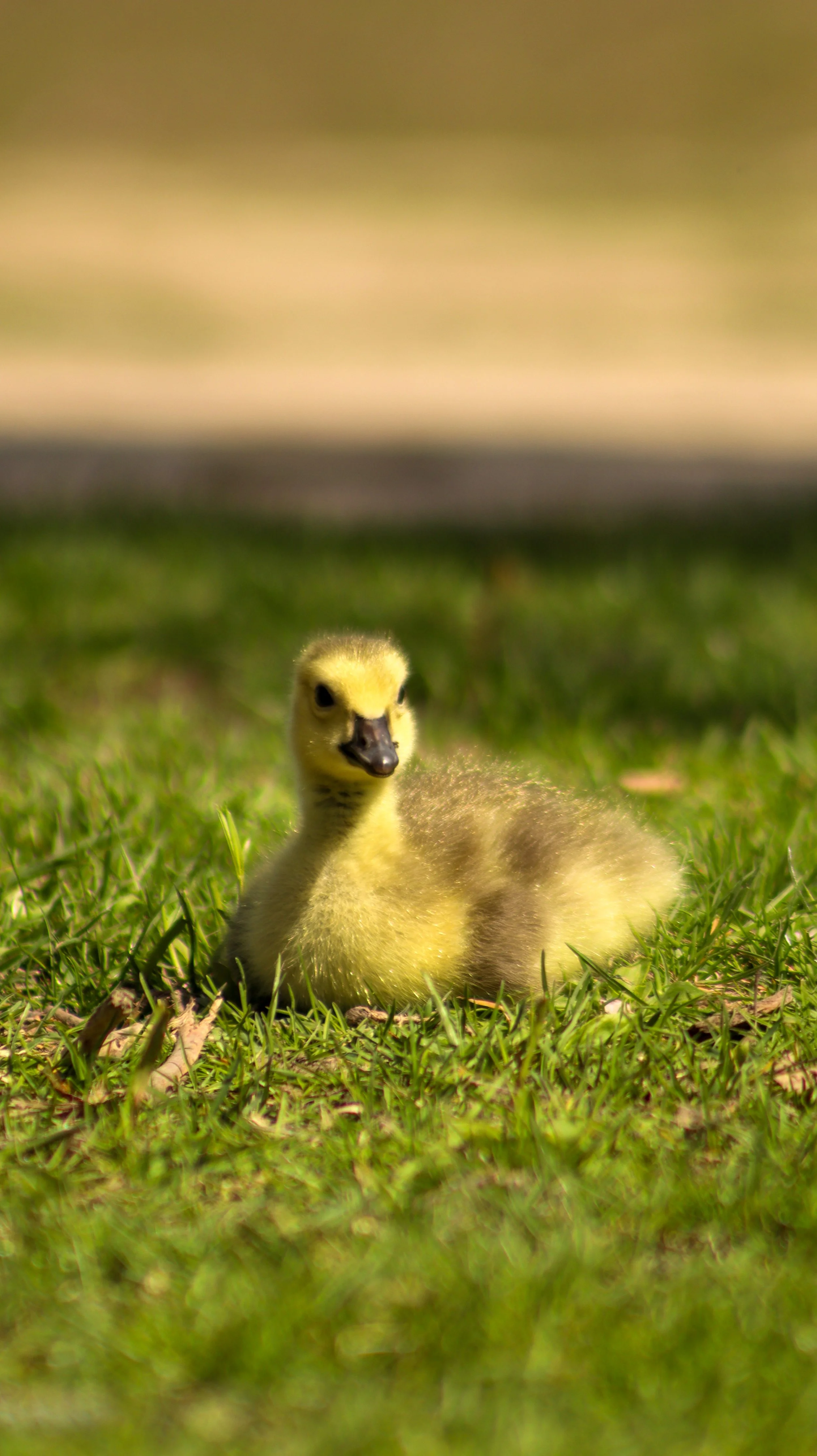 Baby Goose 1.jpg
