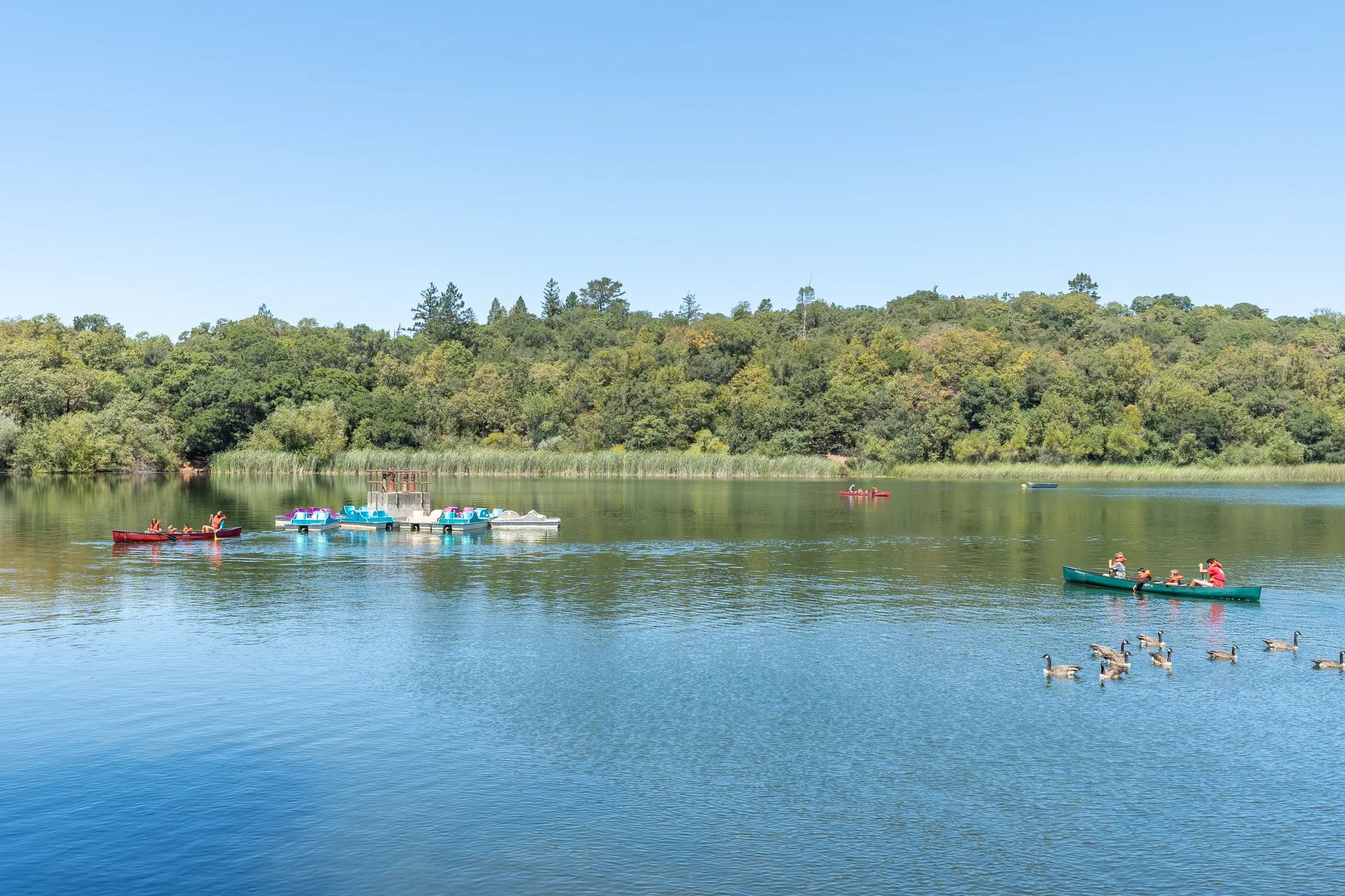 People kayaking and paddle boating on a calm lake surrounded by green trees under a clear blue sky, with a group of ducks swimming nearby.