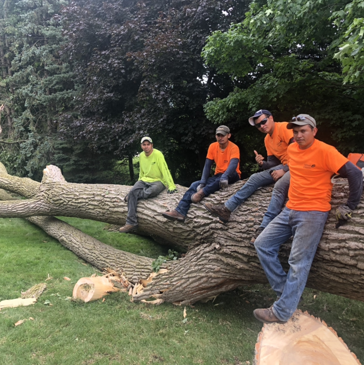 Midwest Tree Care Provides Public Tree Inventory &amp; Management Plan for Michigan
