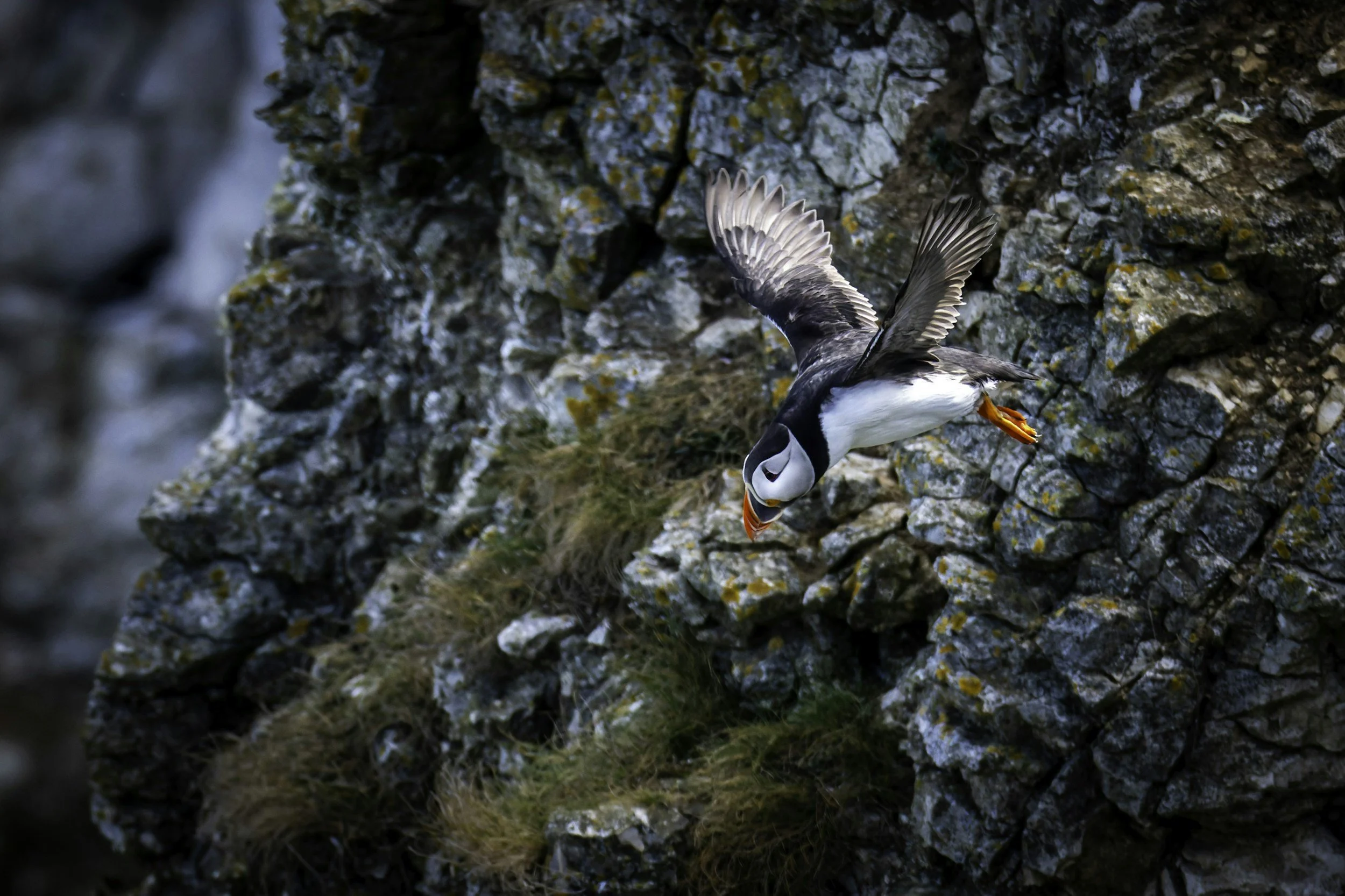 A puffin bird flying close to a rocky cliffside with some grass, with wings spread and beak open. Represents finding freedom and authenticity at Among Puffins Counselling - online therapy Melbourne