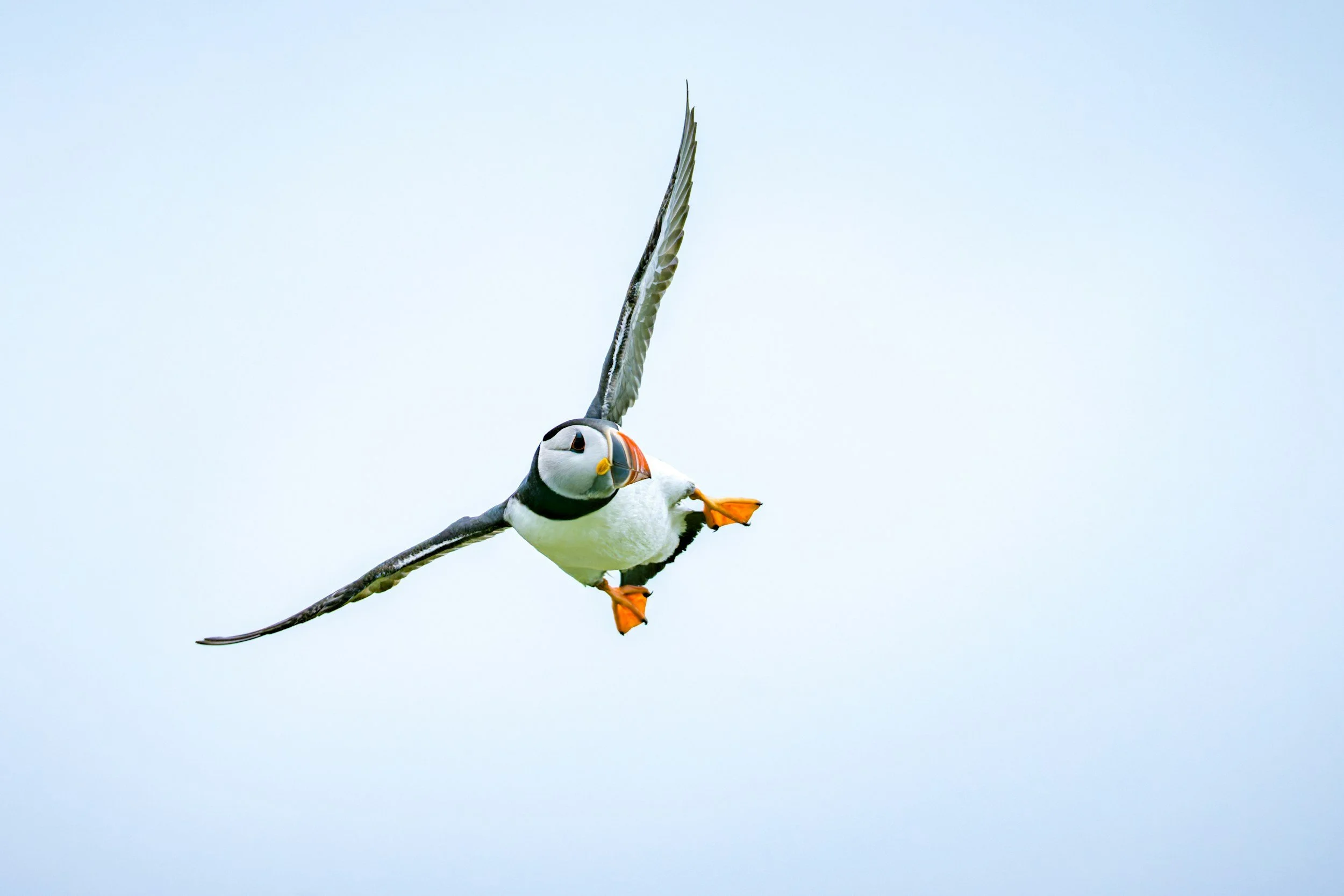 A puffin bird flying with its wings spread wide, against a light blue sky.