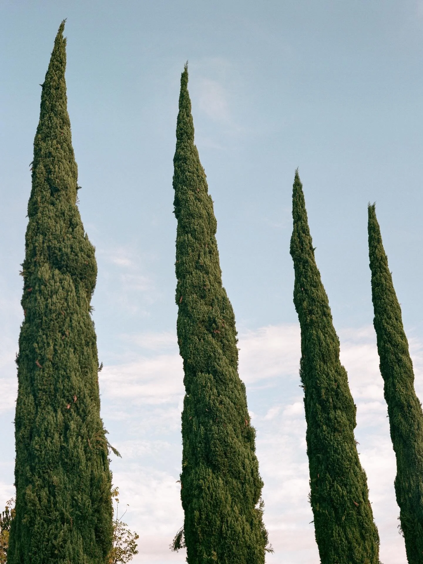 Cady + Daniel&rsquo;s wedding held at Rancho Las Sabinas

Captured on film and digital

Planning and Design @luceroalvarezplanner 
Photography @marcusjollyweddings
Venue @rancholassabinas 
Bridal Gown @danahareldesign 
Bride @cadyzawatson 
Hair and M