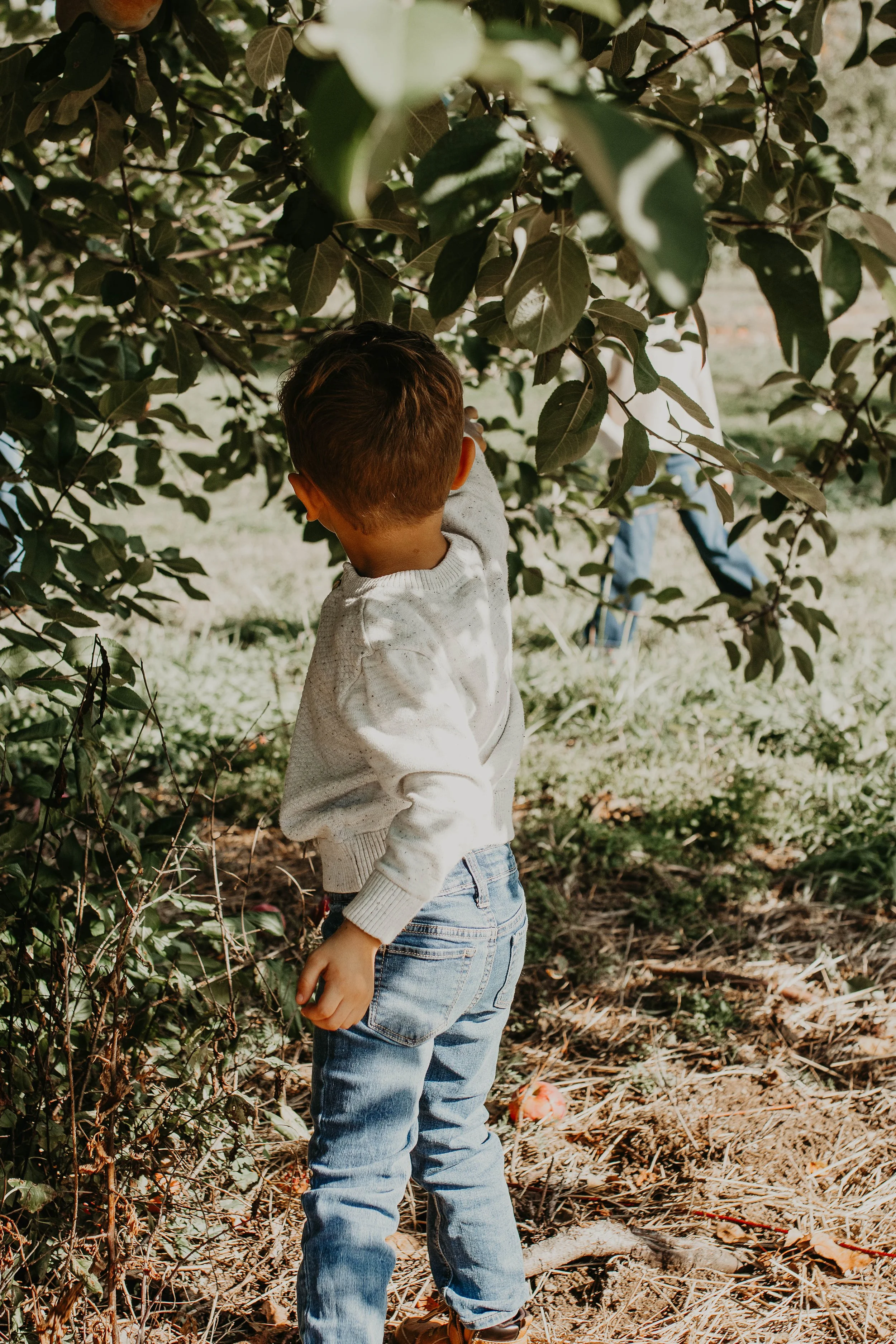 Fall in Maine: Orchard Mini Sessions at Wallingford's Orchards | Saturday September 19th, 2026