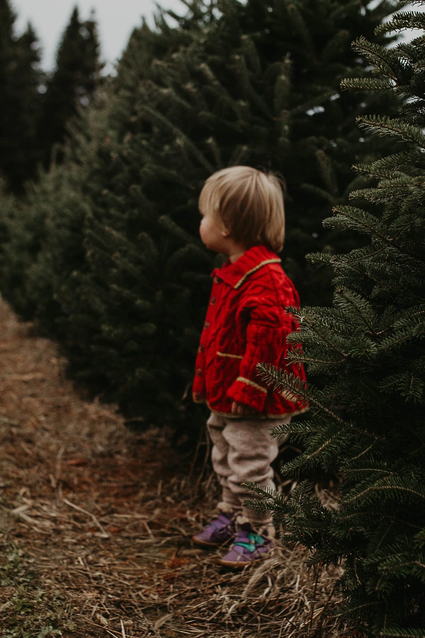 The Spirit of the Season: Tree Farm Minis at Merry Christmas Trees Farm | Saturday November 14th, 2026