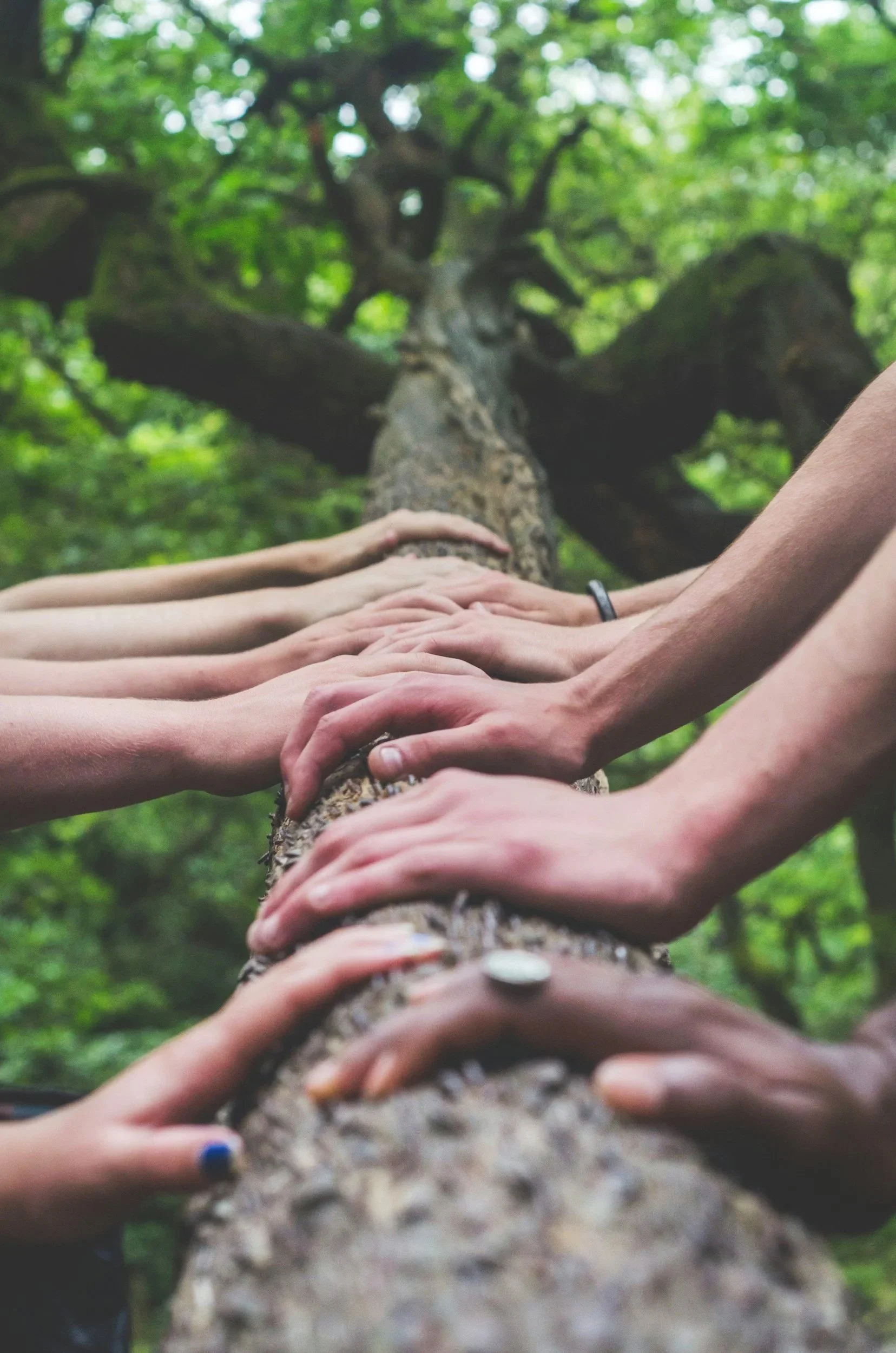 Hands of multiple generations joined upon a fallen tree, representing tribal unity, land-based healing.