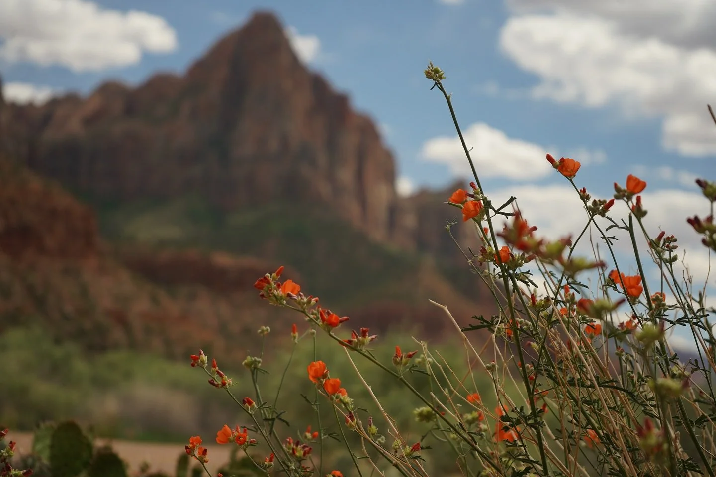 Counting the days till I can go back to the national parks 
Zion National Park, 5.9.2025

#photographer #photography #nationalpark #naturephotography #zionnationalpark #zionphotography