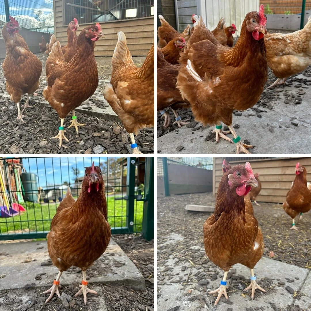 Big thank you to everyone who entered the fundraiser to name a Hen! Some really lovely names were sent in :) we popped all suggested names into a hat and these four girlies were given their new names 🥰

We now have:
Top left- Rumpelstiltskin, named 