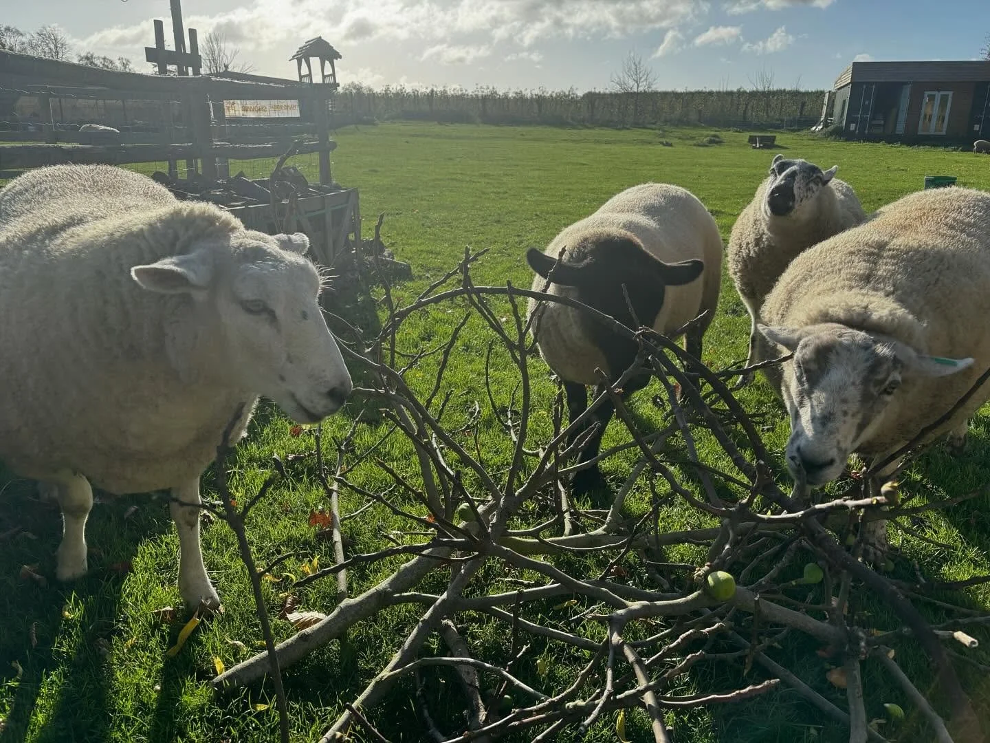 Enjoying the branches cut down from the fig tree 🌳