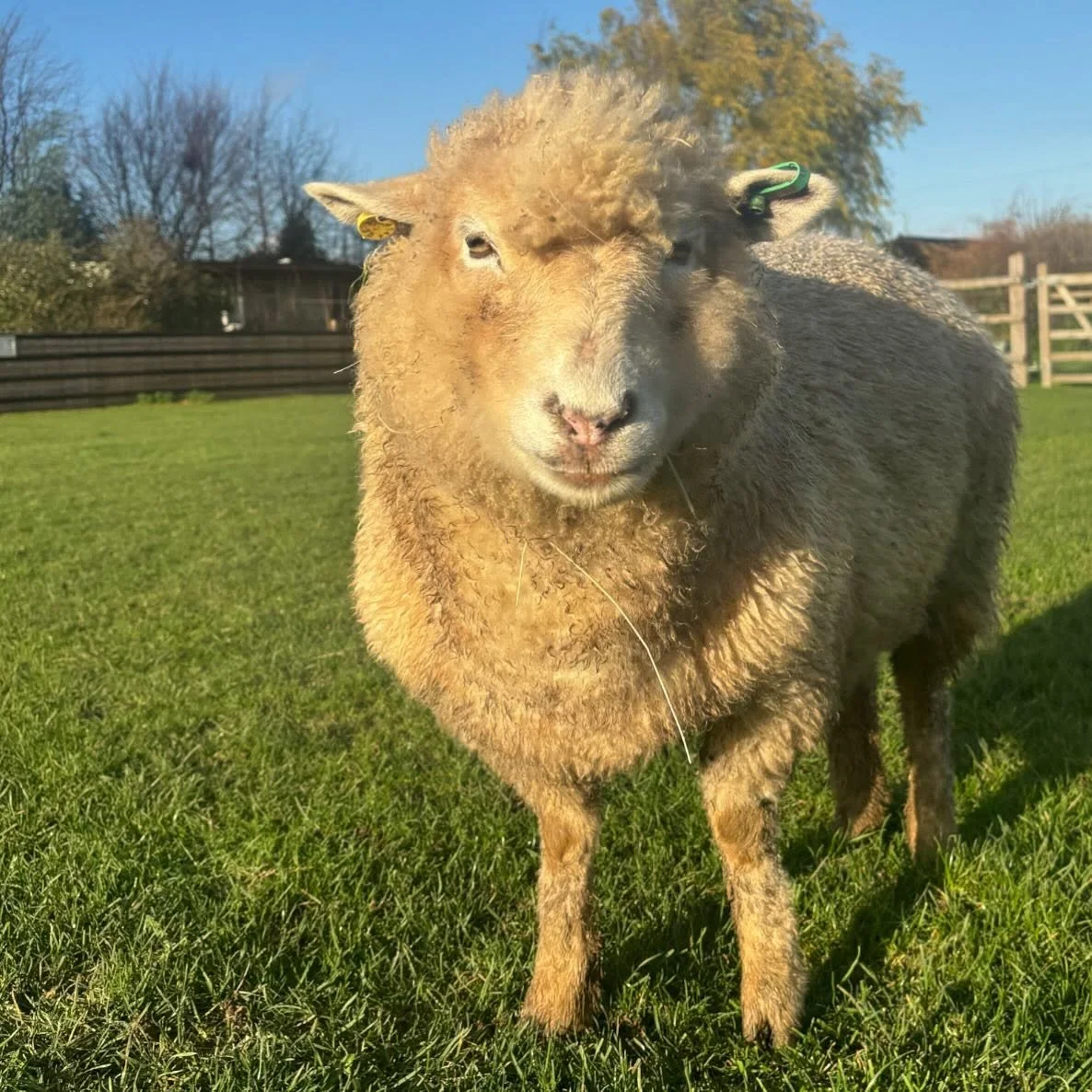 Our sweet girl, Tilly 💕