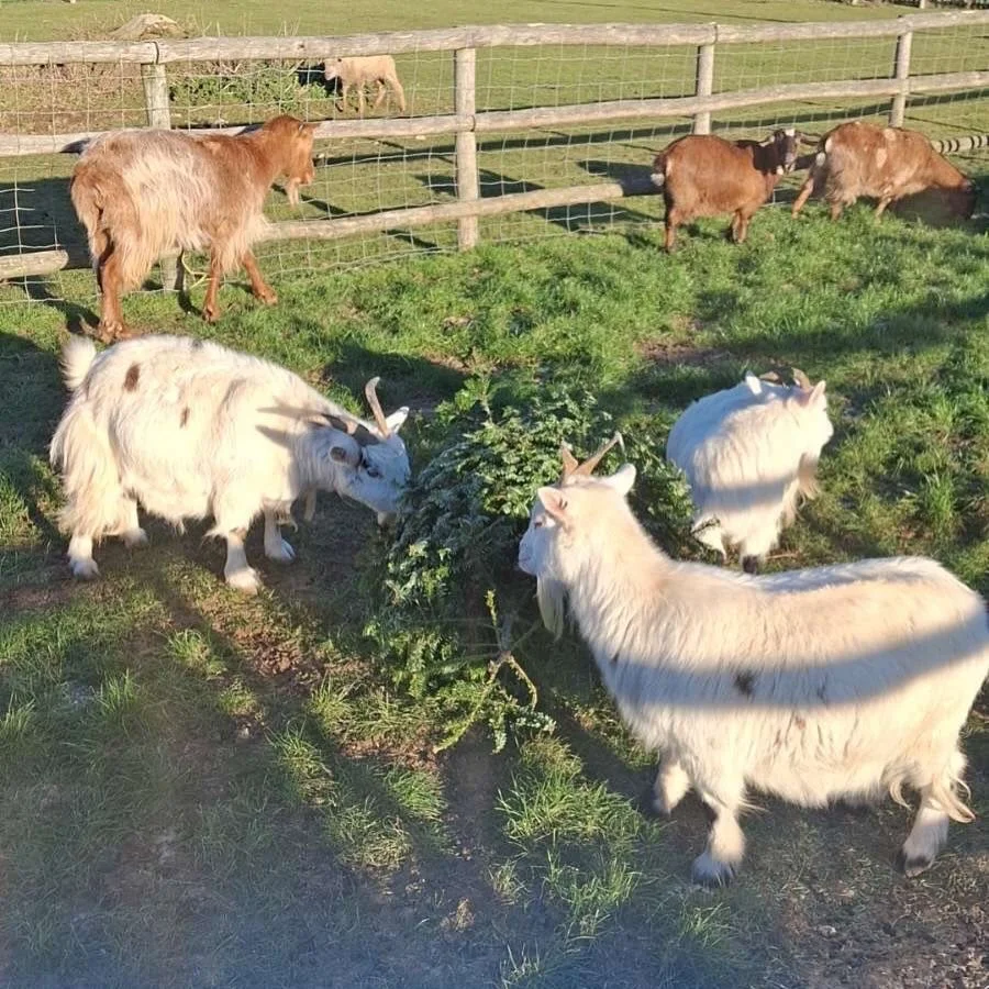 Big thank you to everyone who has donated Christmas trees to the sheep and goats this year 🥰🌲