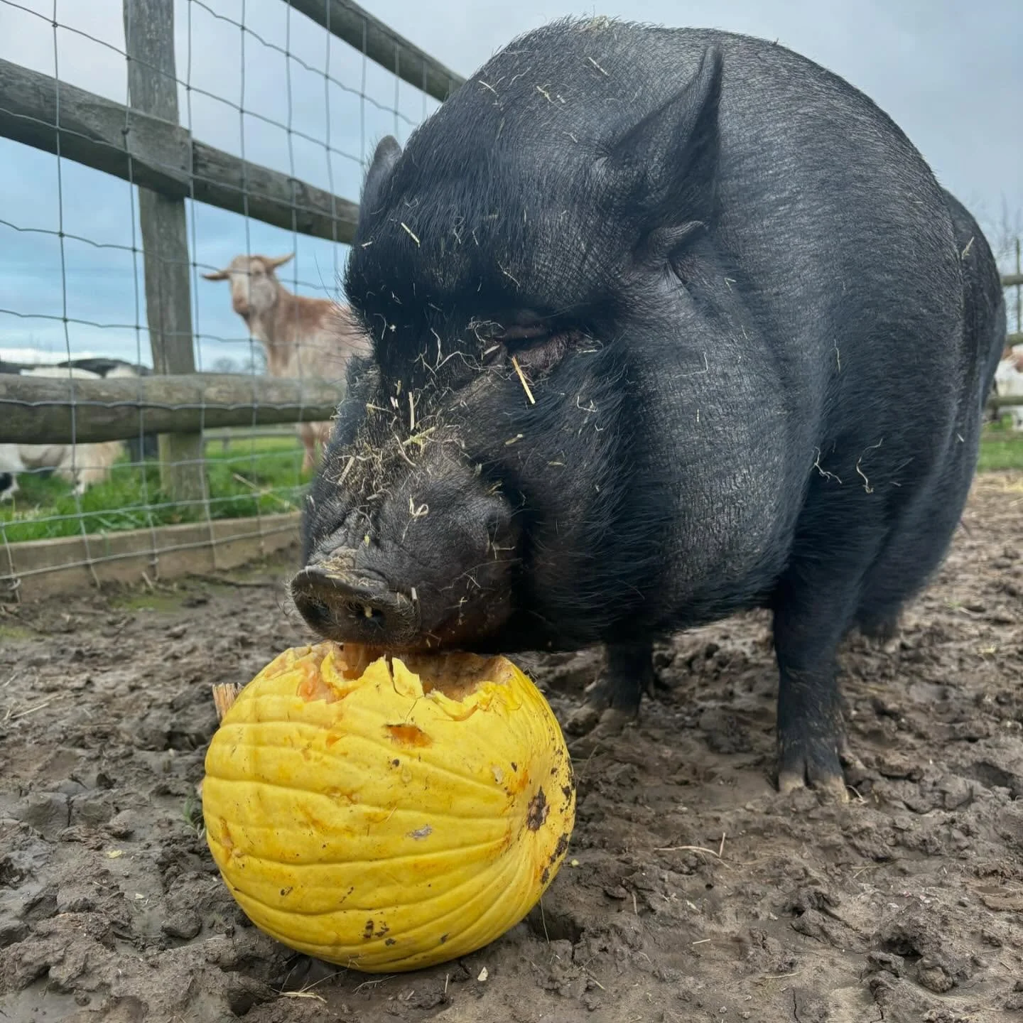 Frank and his yellow pumpkin 💛💛