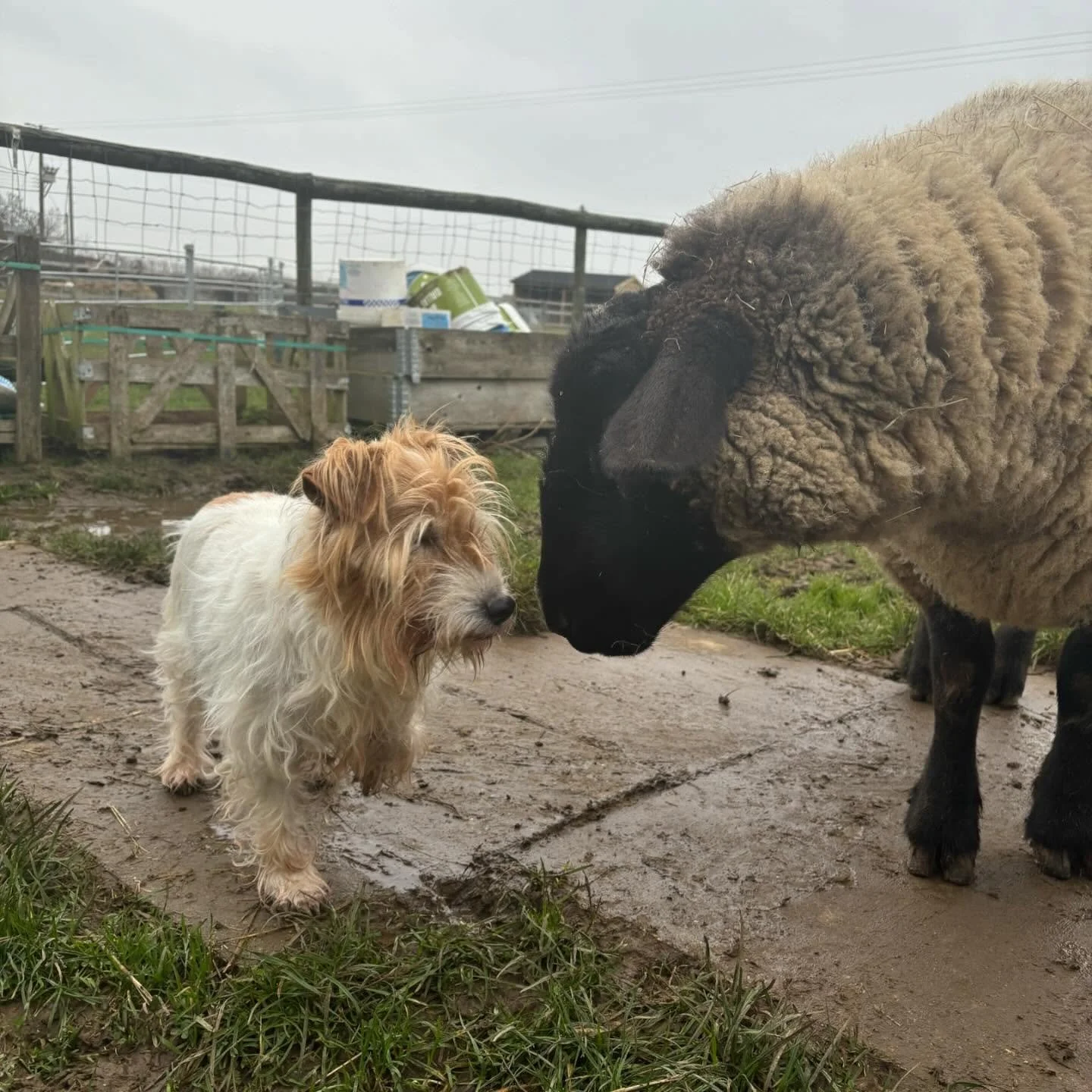 A scruffy Bobby &amp; his friend Ivy 🖤

(Bobby has always hated his face and legs being touched, and since his last eye surgery he&rsquo;s gained a fear for being muzzled, so keeping his hair neatly trimmed is an ongoing challenge!😄)