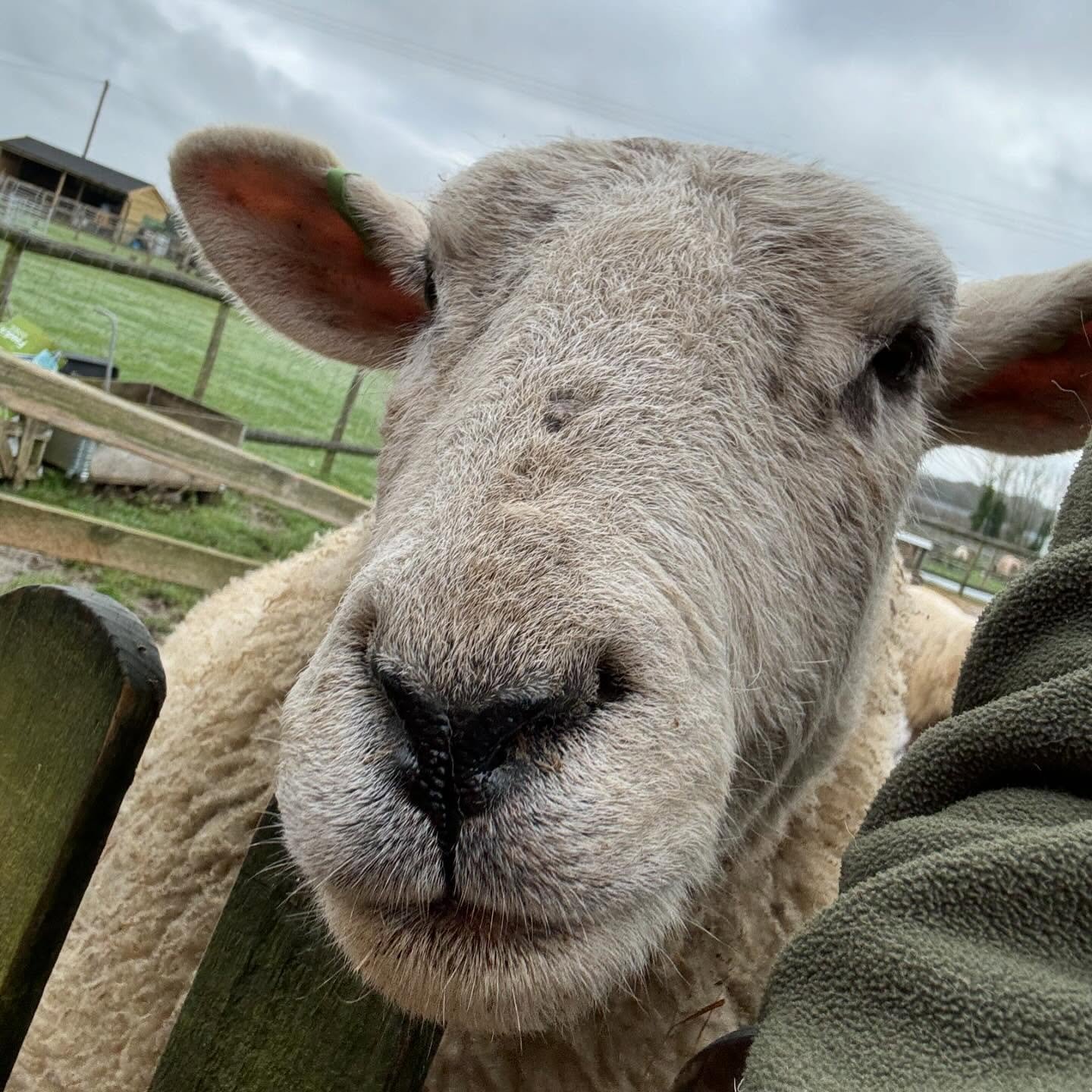 We are so very grateful for all of the towels donations we&rsquo;ve had recently- we now have plenty! 
Other items that we are often in need of are goat/dog brushes, small ceramic pet bowls and newspapers. If you happen to be clearing out any of thes