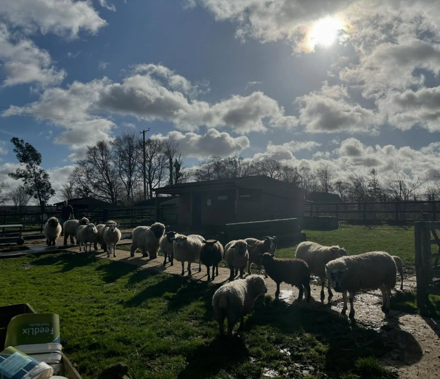 Almost all of the sheep took themselves onto this path while they waited for us to move fencing around in the other field 😄 we love seeing everyone together 🥰