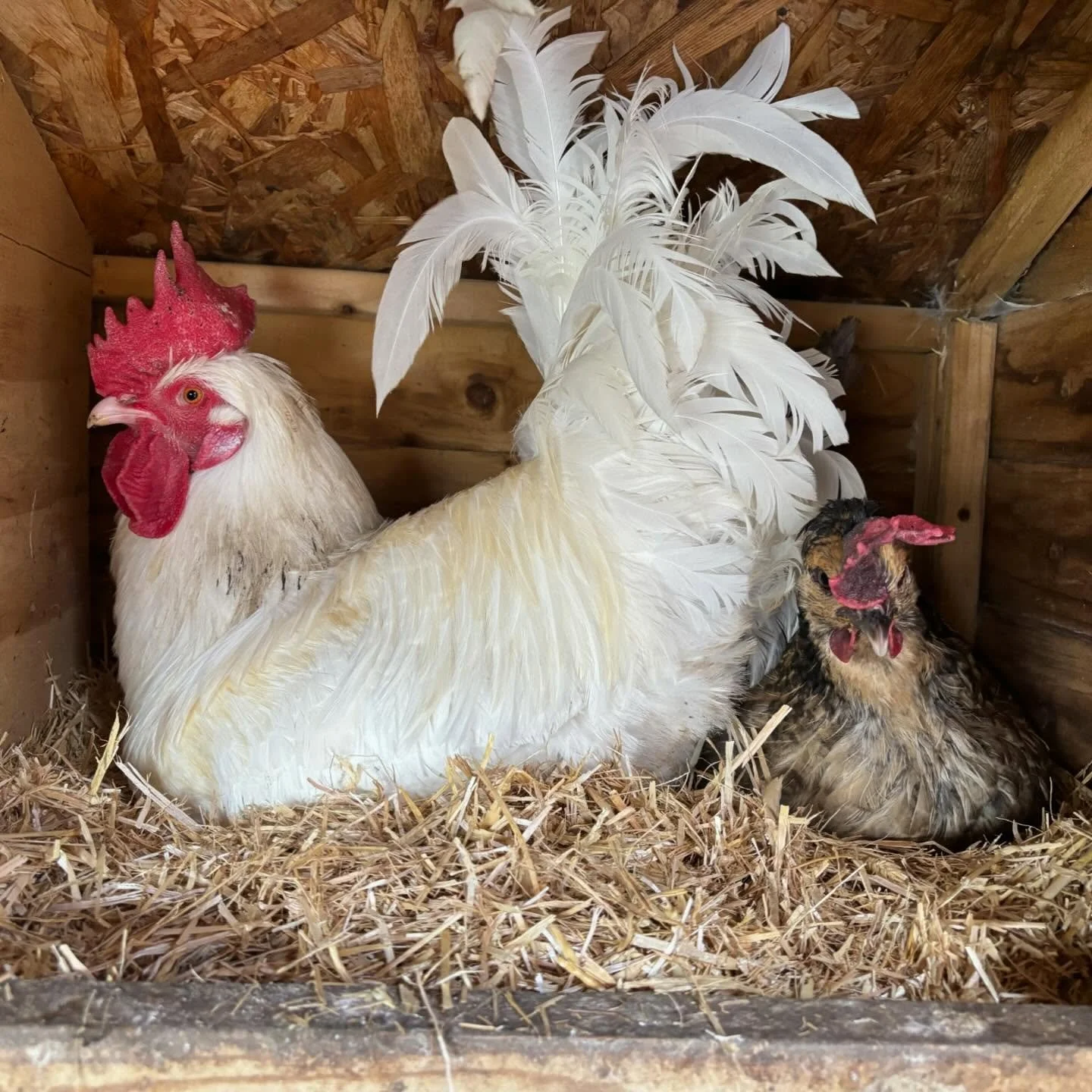 Russell &amp; Queenie 💞