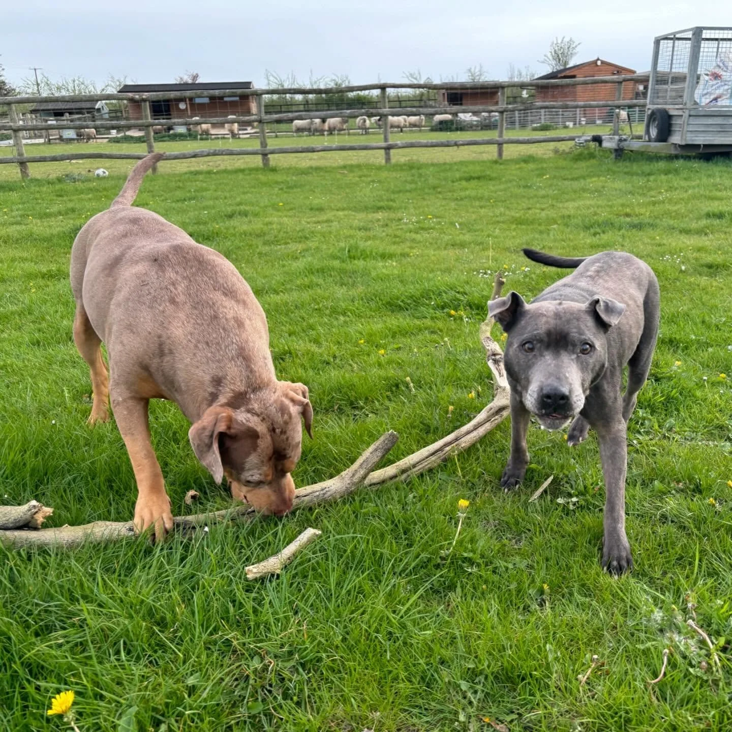 A big stick to share 😄🐾