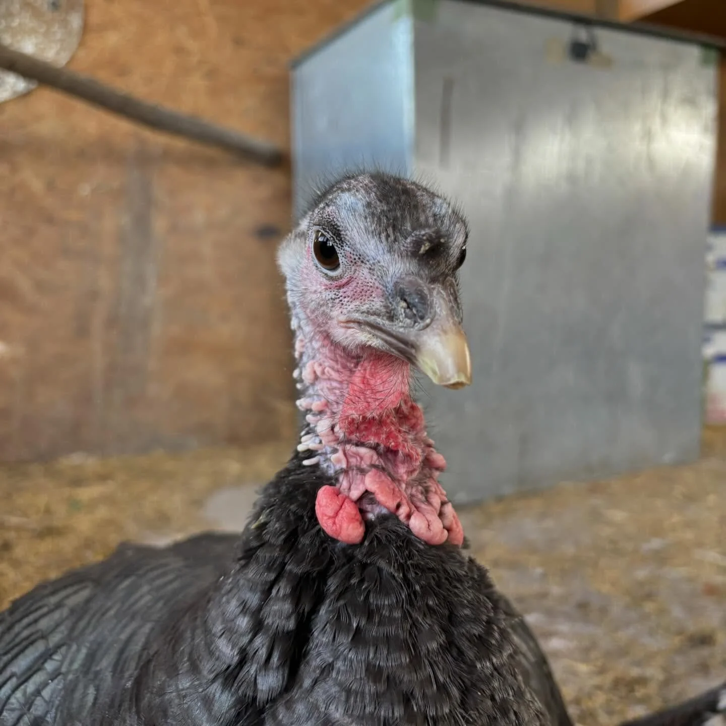 🪂 SKYDIVE FOR THE ANIMALS 🪂 

&ldquo;A group of (very nervous and regretful) vegan activists will be jumping out of a plane from more than 3km above the ground on 17th May!

Mehak Ahmed, Nicky Barlow, Tom Harris, Devam Shah and Ishani Rao will be f