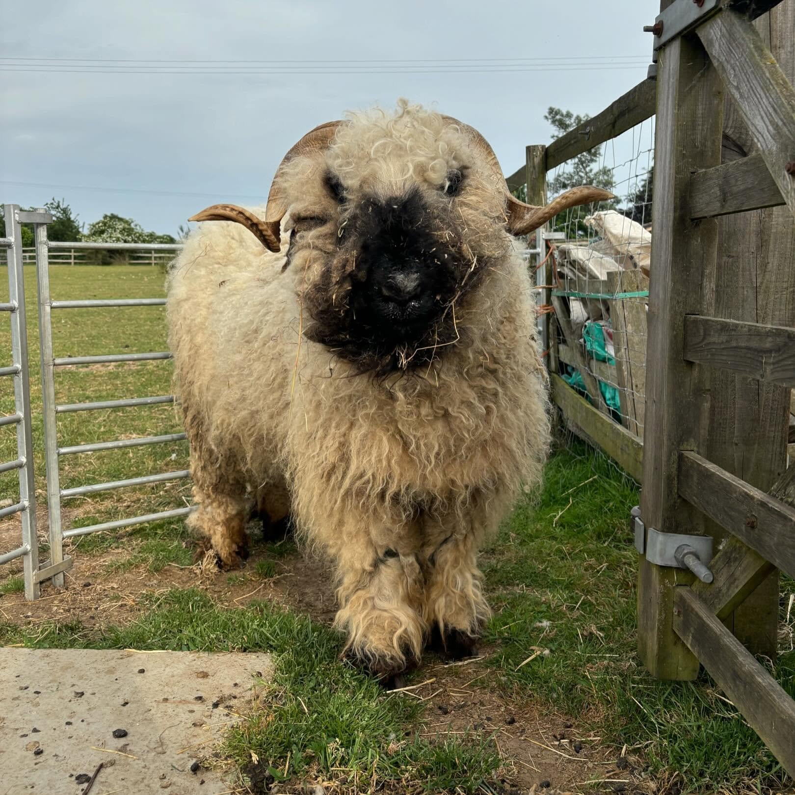 Bert&rsquo;s before and after 🐏