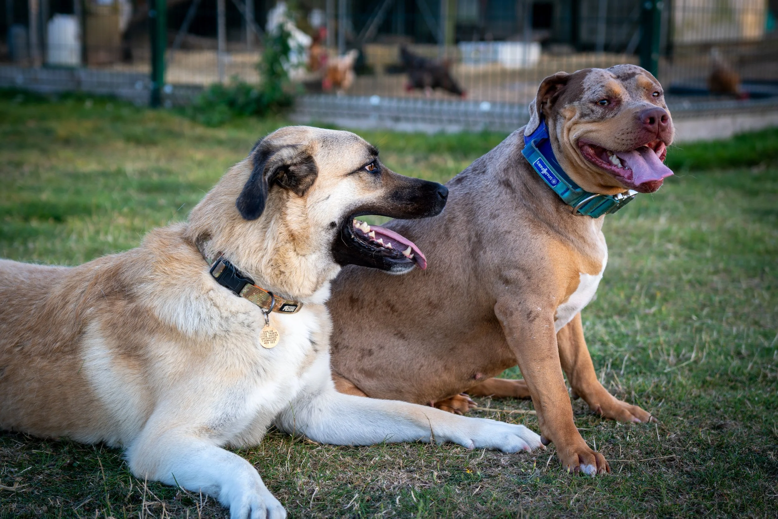 Dogs