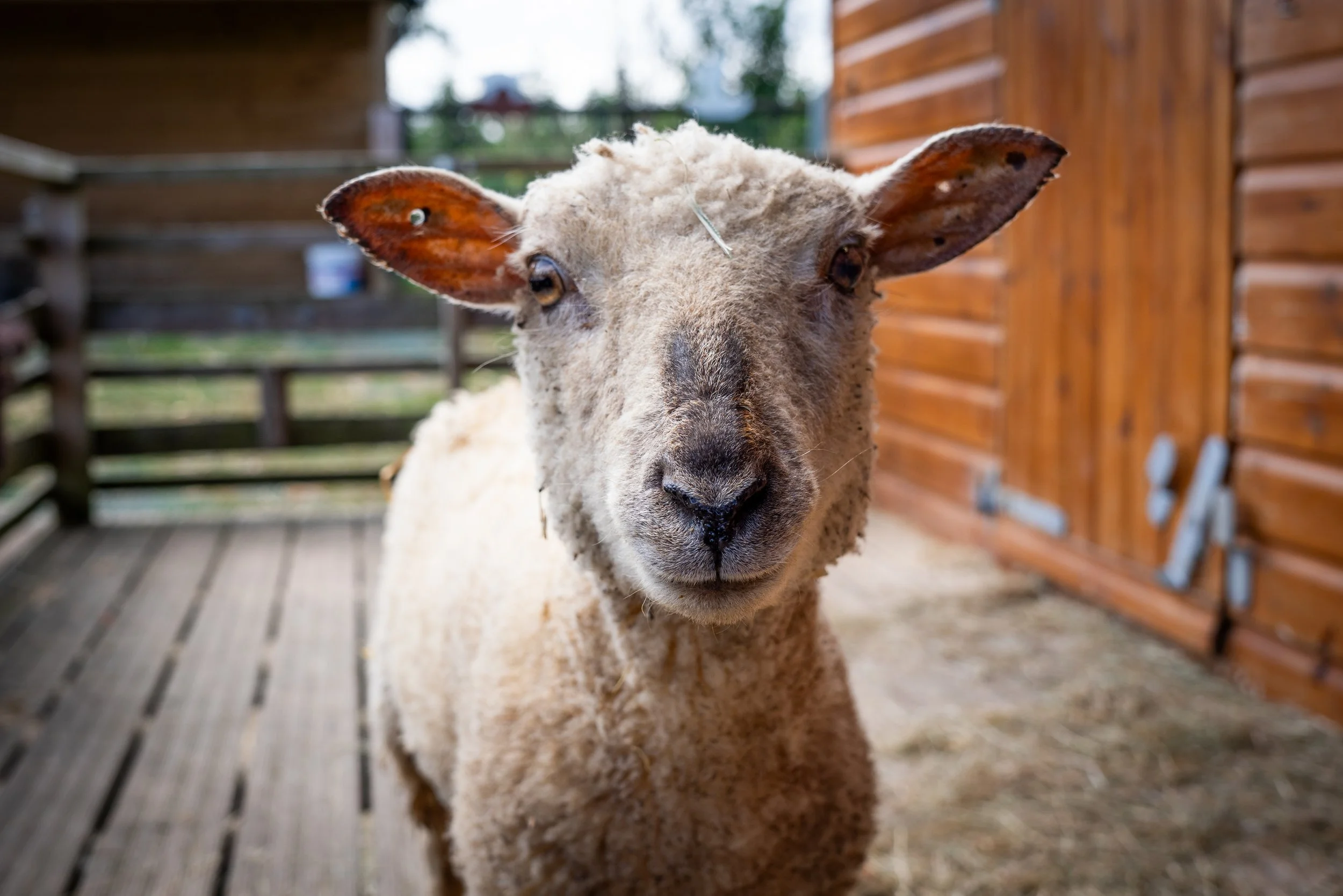 Sheep