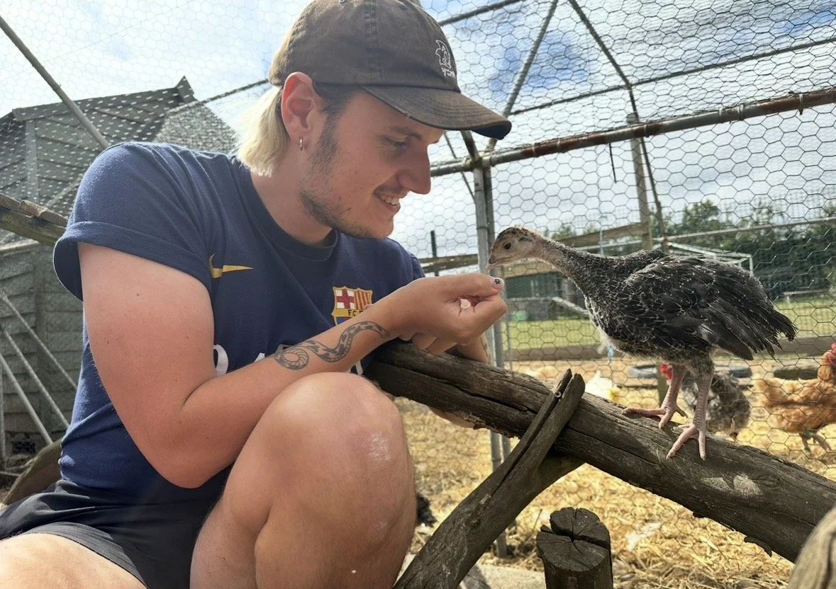 A person with tattoos on their arm, wearing a blue t-shirt and a gray cap, crouches on one knee in a chicken coop, feeding a baby turkey while looking at it.