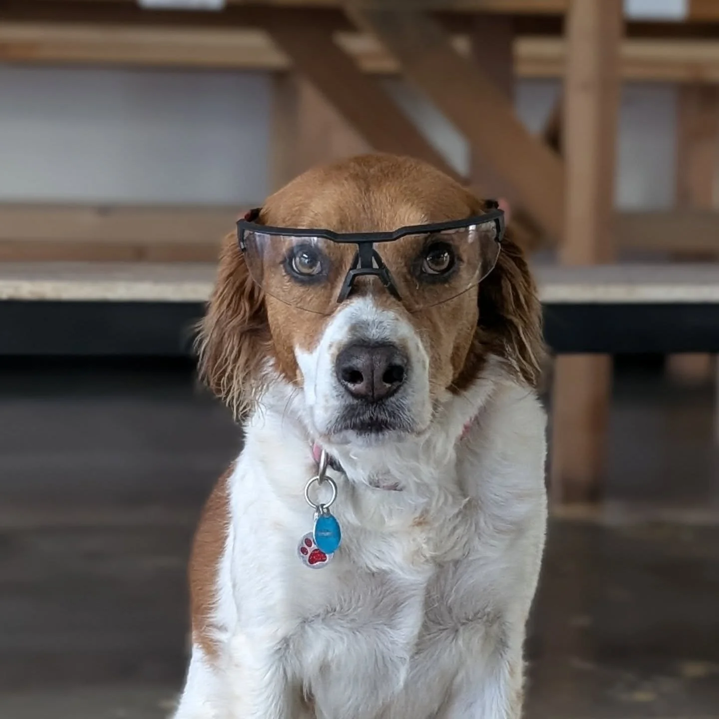 Our new studio is Ella approved!! 

Ella (our Doggy Director) gave us permission to start construction of the new studio. She is PAW-sitive that you will like it, too!

#StudioManzanita #ceramics #pottery #92129 #ranchobernardo