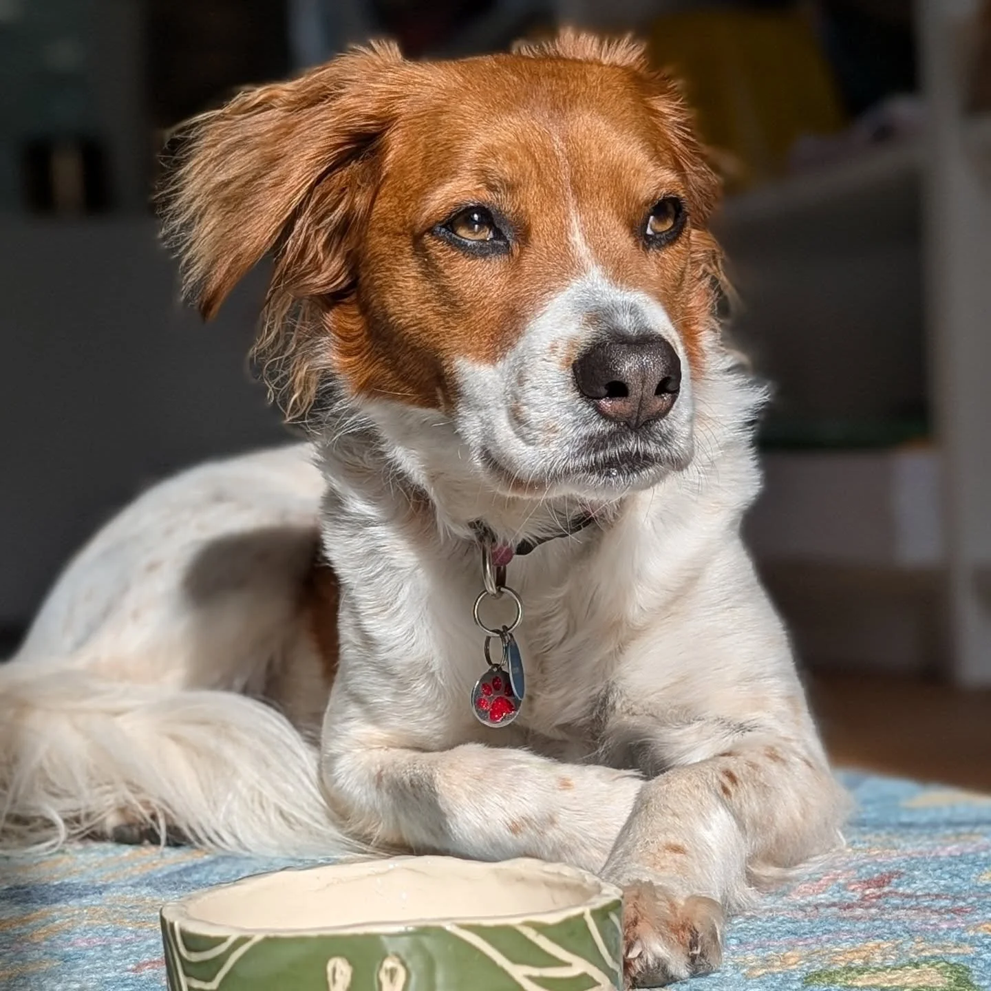 Employee Of The Month: Doggy Director Ella 
~~~
From the beginning, Ella has sniffed out opportunities to grow our community. Leaving her mark along the way, she found on a studio space that required some paws-on work. Ella always brings a (sometimes