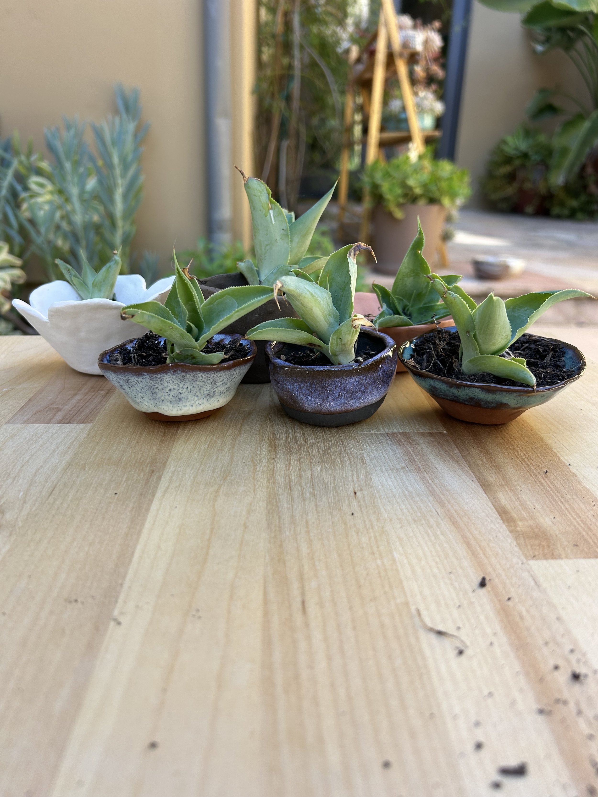 IMG_9186.jpeg (Copy)