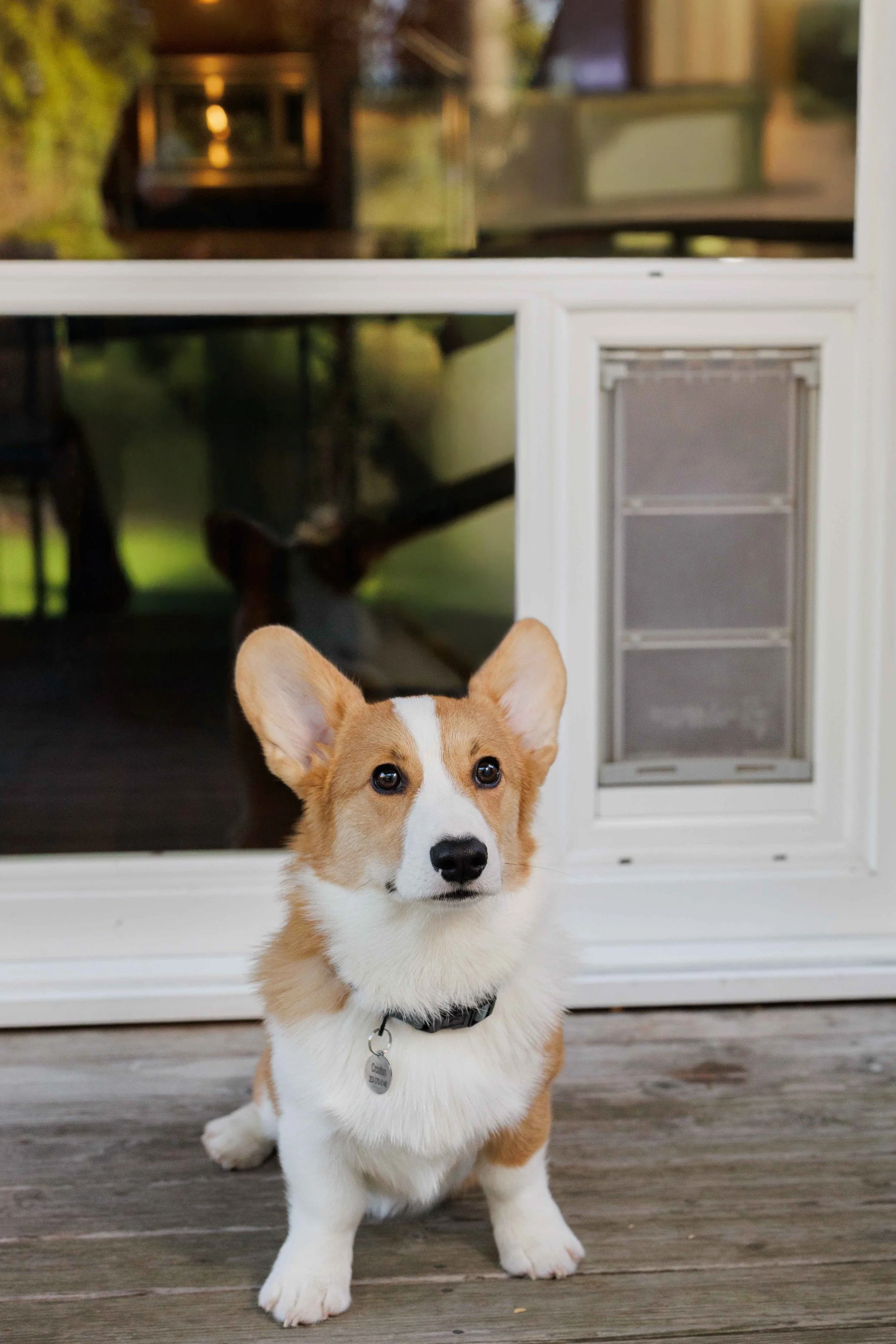 Dog enjoying the convenience of a custom in-glass pet door