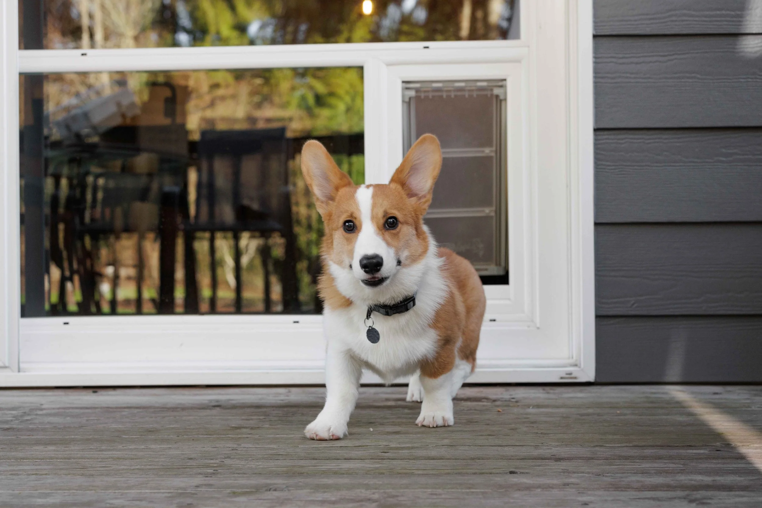 Dog using a custom pet door installed directly into a sliding glass door