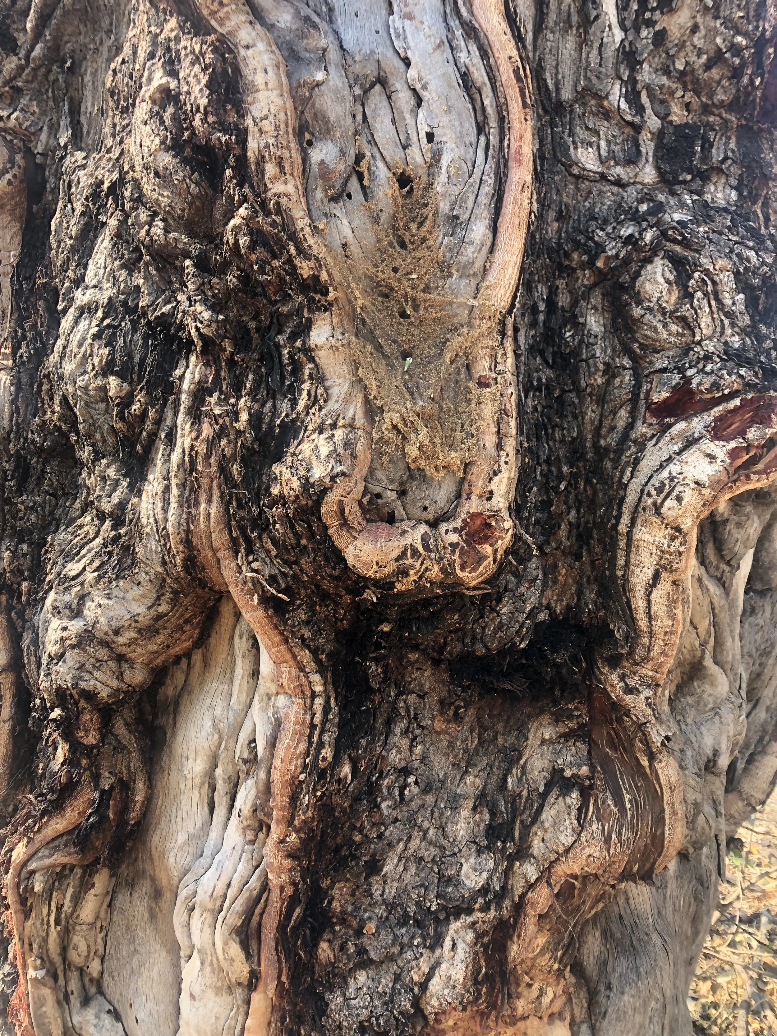 Close-up of gnarled and textured tree bark with a small spider web.
