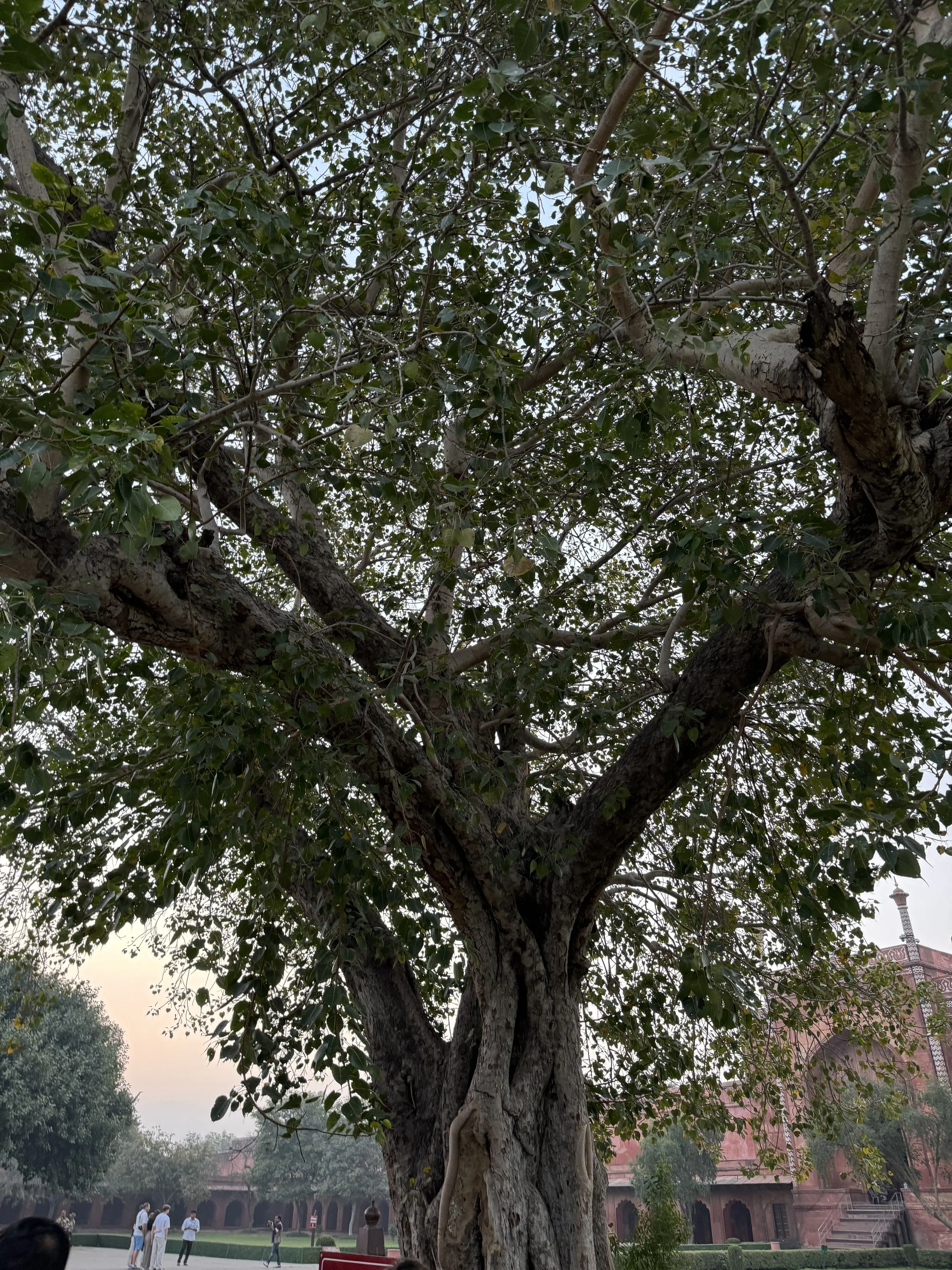 A large, old tree with a thick trunk and lush green foliage against a pink building background, with people walking nearby in a park-like setting.