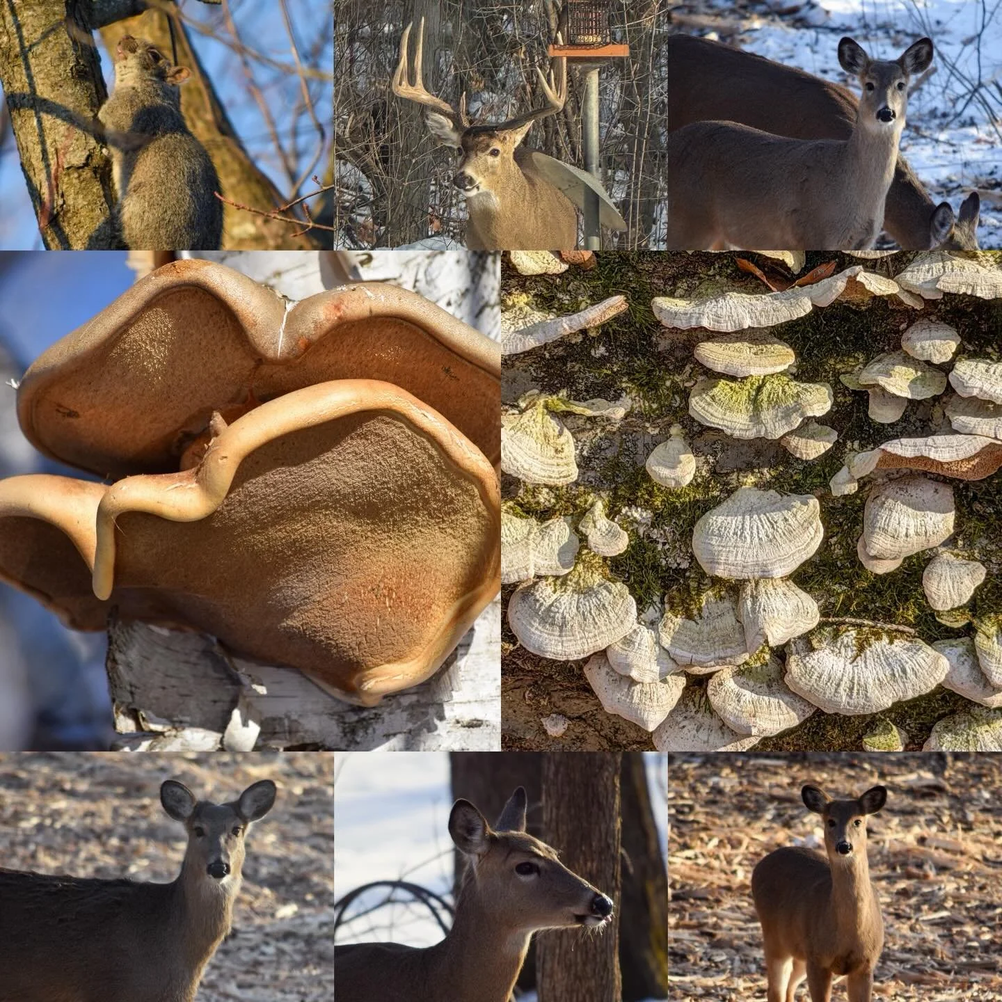 Recent nature dump. Scroll through to see some closeups at the end.