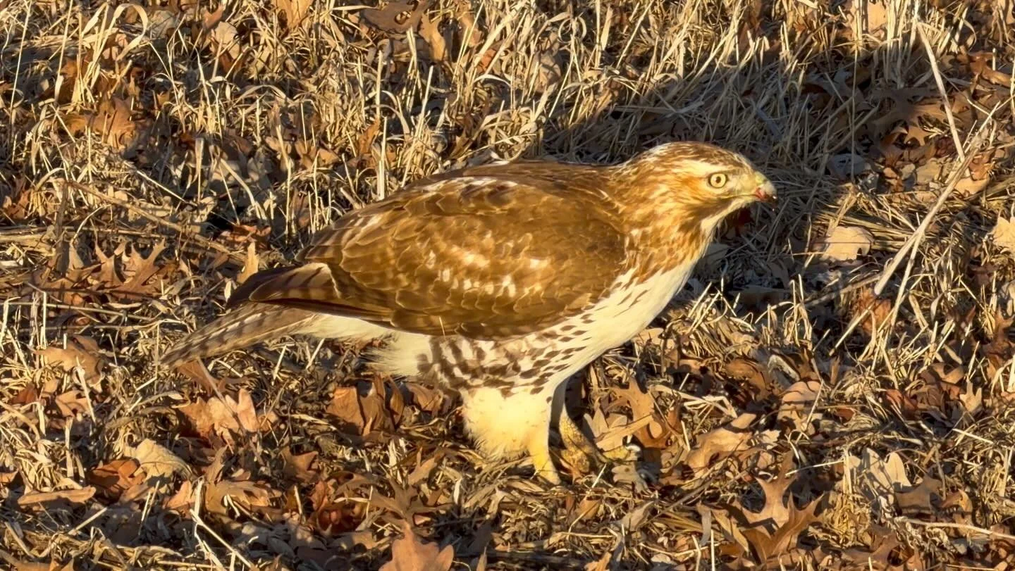 A red-tailed hawk enjoys dinner during golden hour. I got an incredibly close glimpse of this beautiful predator. 

iPhone 17 ProMax
2-16-2025