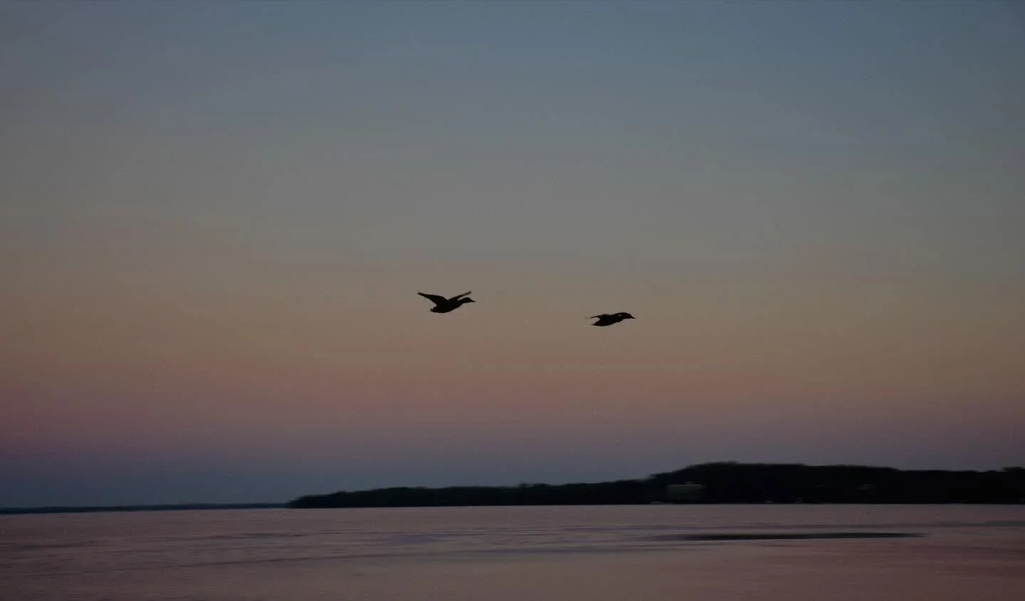 Cotton candy skies and some of our residential ducks made for a pleasant and unusually warm walk. 

1-13-2026
Nikon D5300