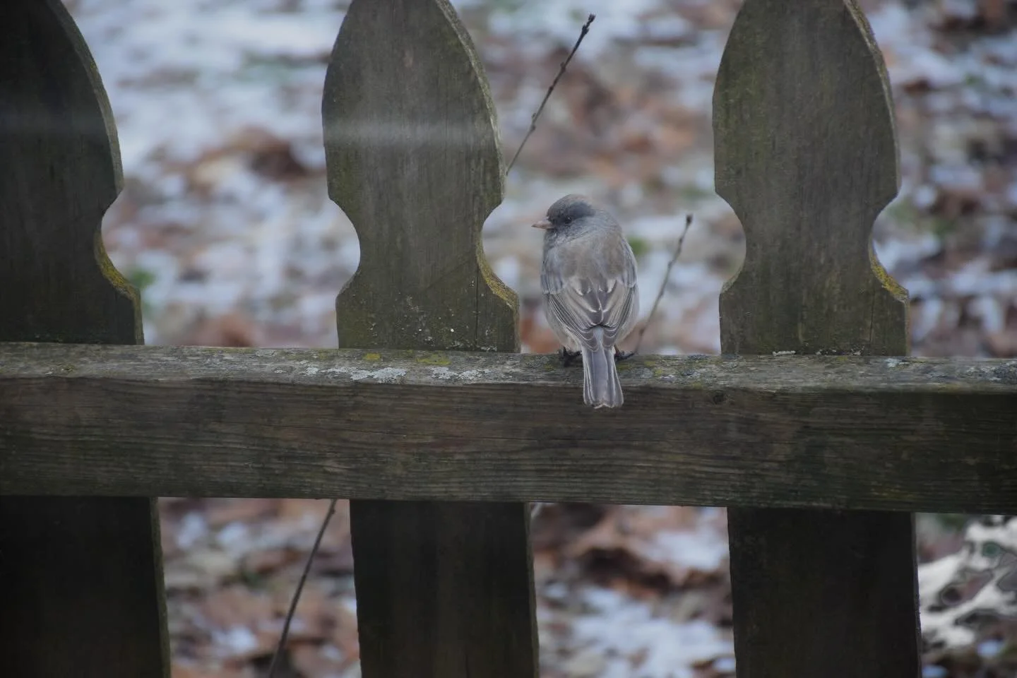 Incredibly lucky to keep these birds well fed as I enjoy watching them from my own window. 

1-11-2026
Nikon D5300