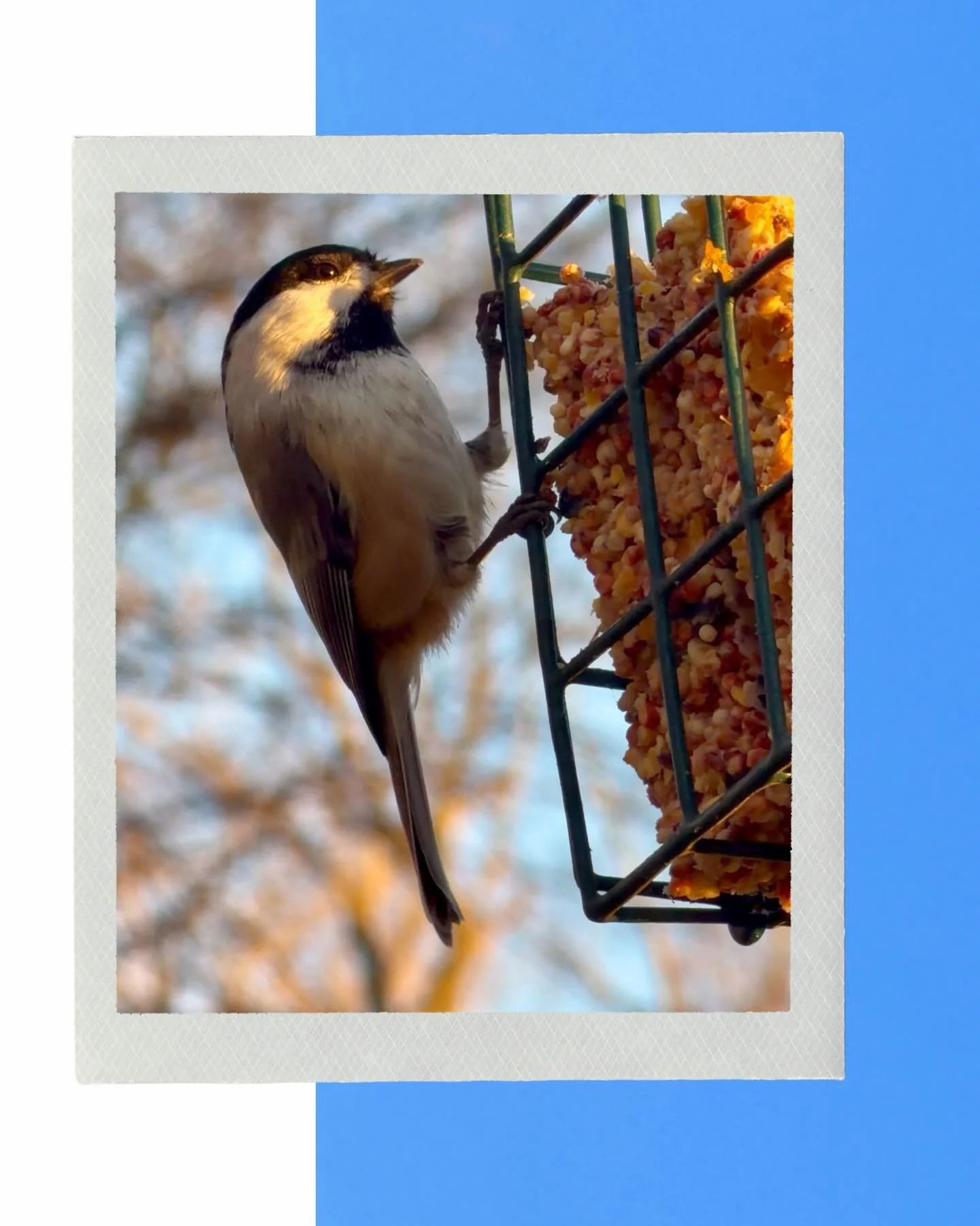 Double post for the day because it&rsquo;s National Bird Day!

I&rsquo;ve gained an immense appreciation for our winged friends over the last few years and love getting out and watching them take to the skies.