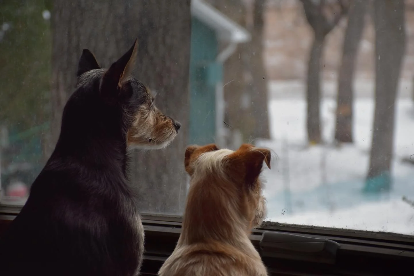 Keeping our home protected from the evildoers outside (all caught on my new camera).

Nikon D5300
1-3-2026