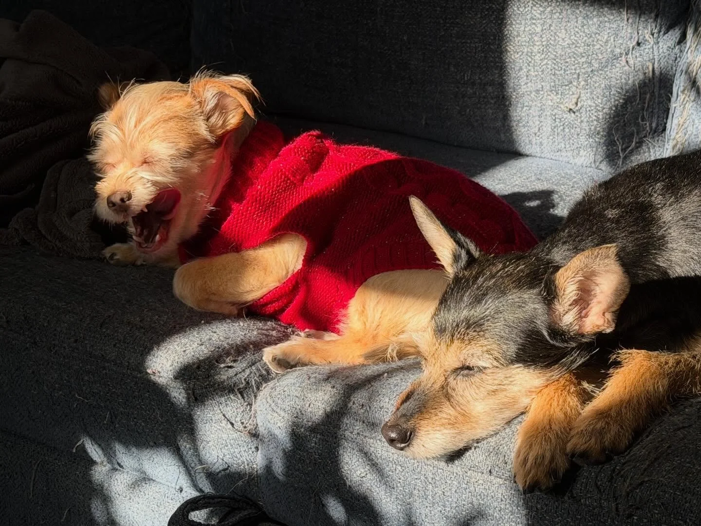 Nothing beats a sunbeam on a subzero day. As Bernie enters her years as a senior, she&rsquo;s been loving sweater life 🥹

12-14-25
iPhone 17 ProMax