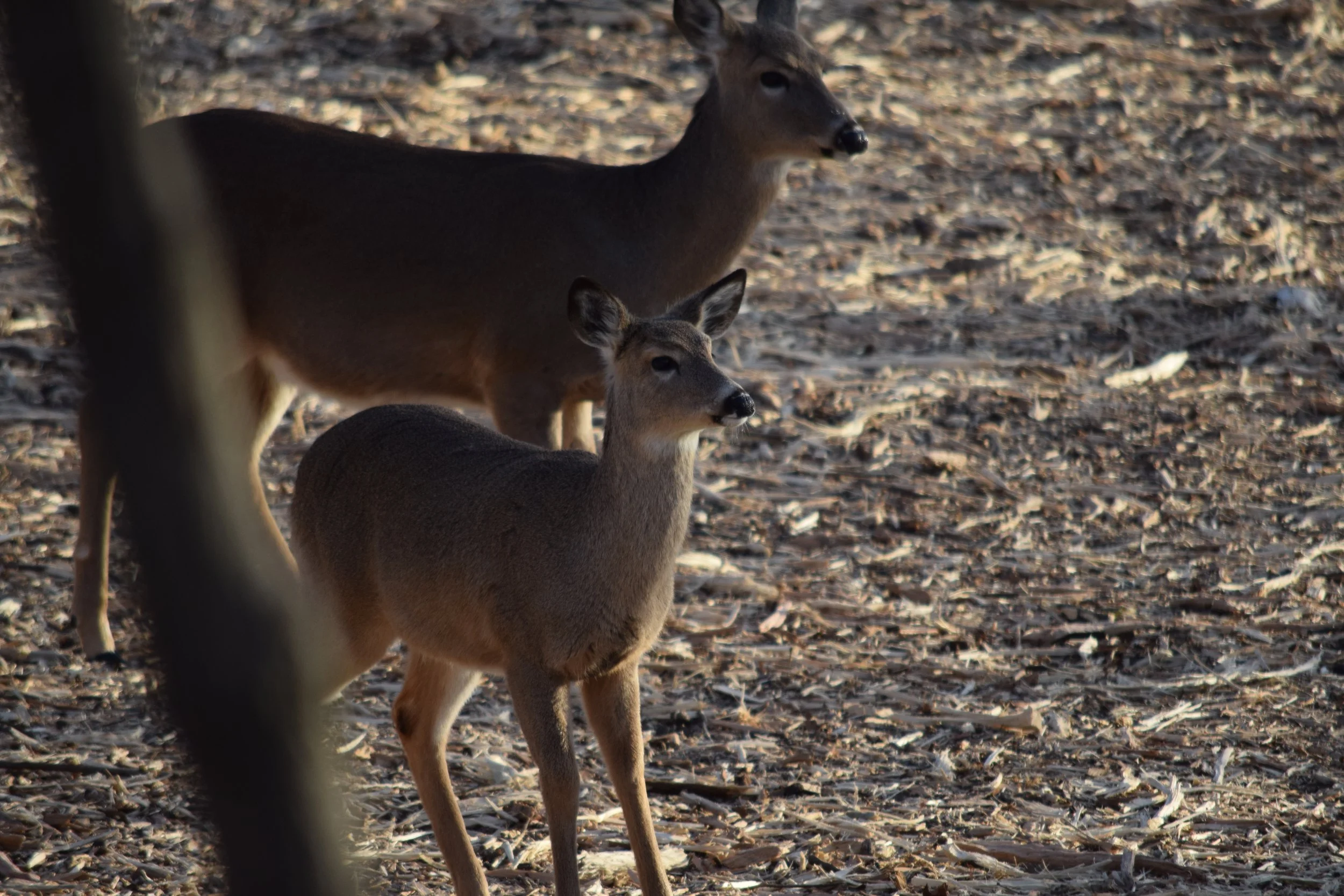DSC_0006_Original.JPG