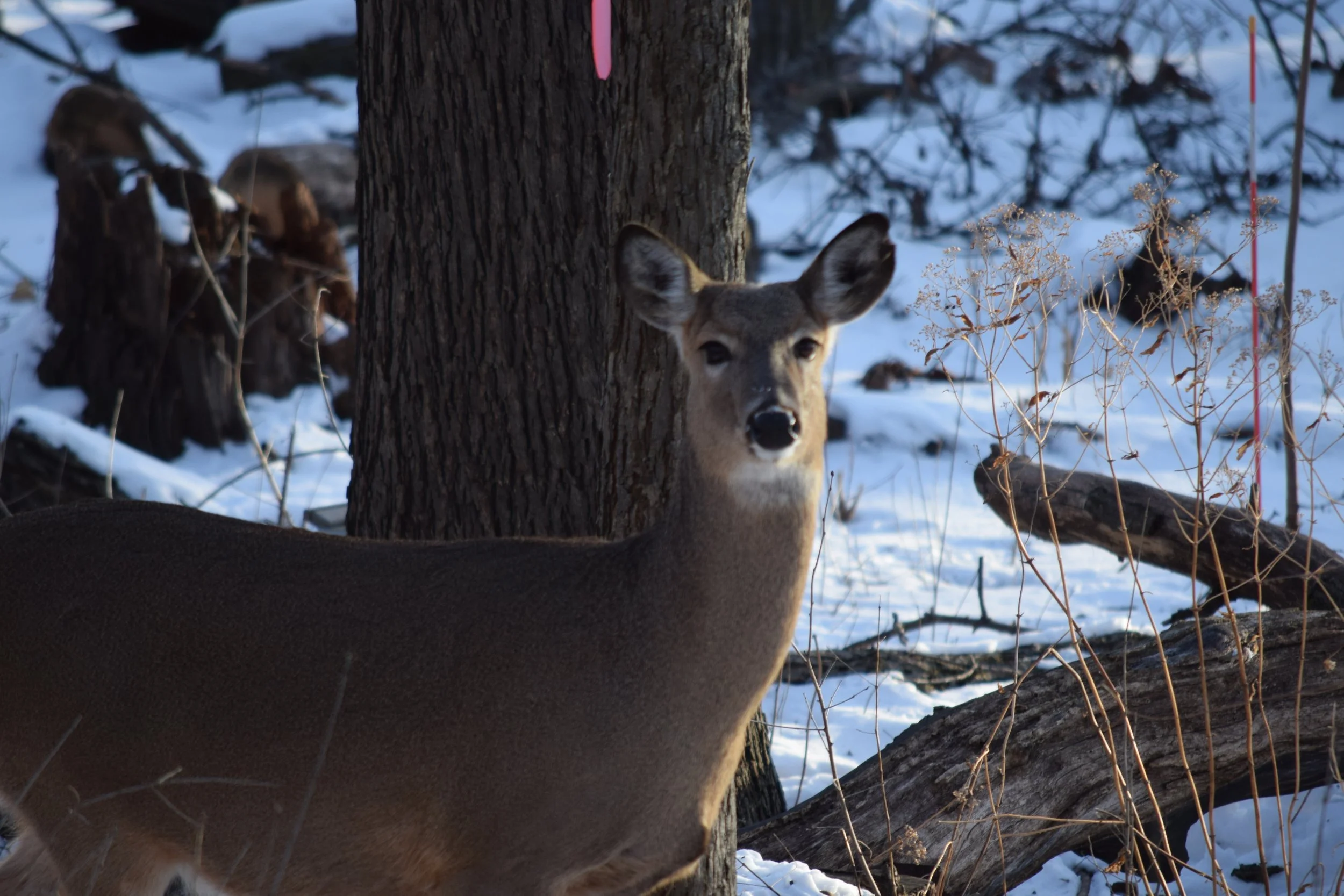 DSC_0013_Original.JPG