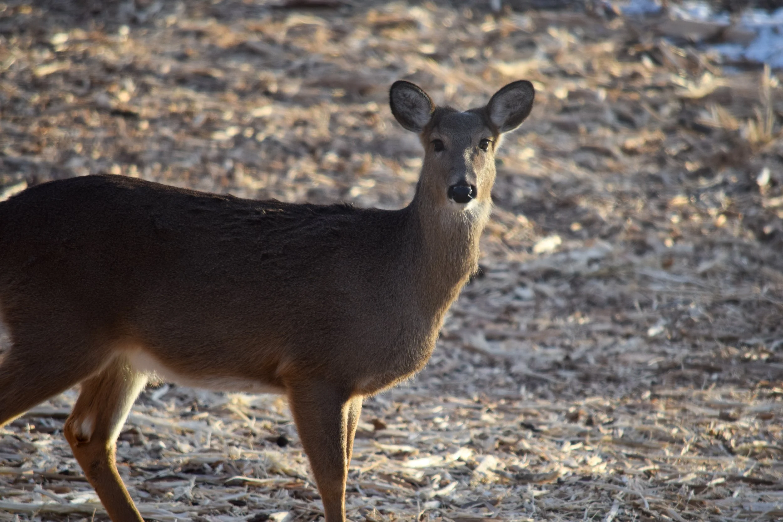 DSC_0027_Original.jpg