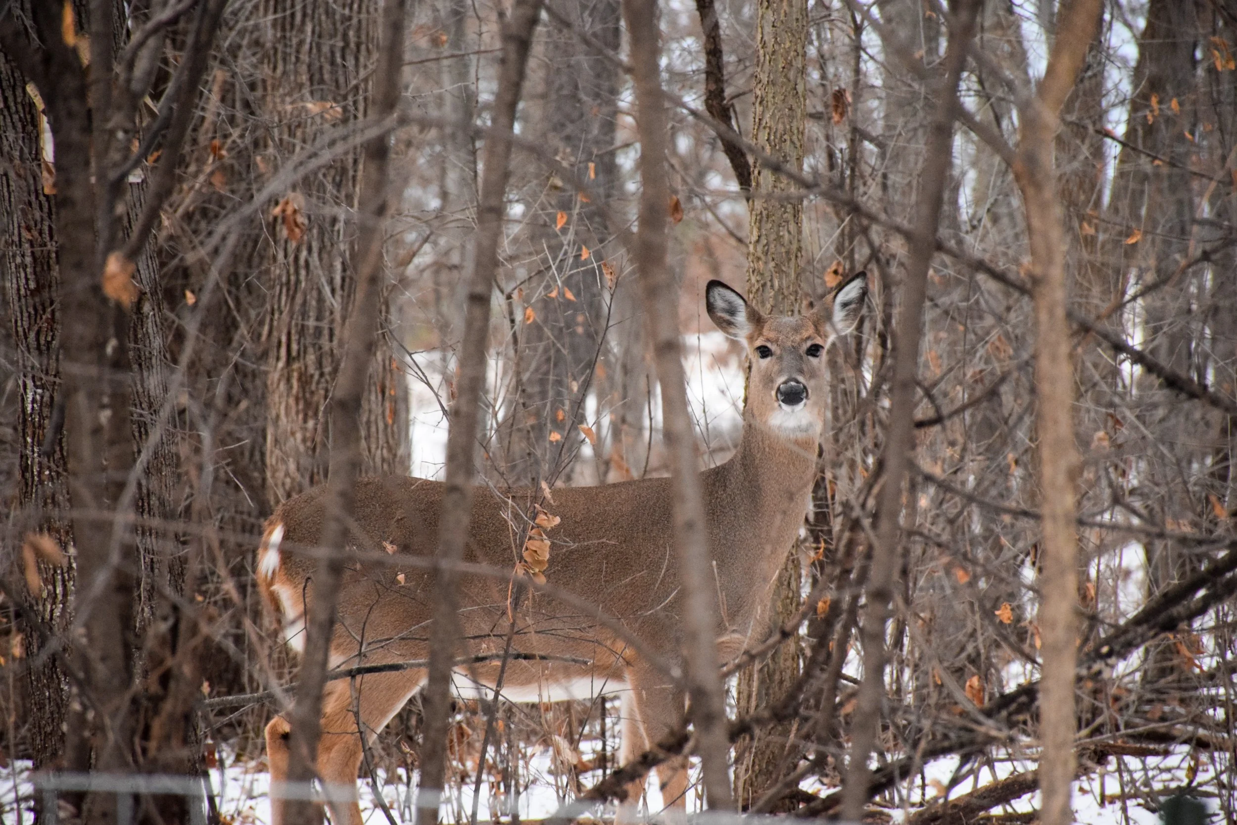 DSC_0102.JPG