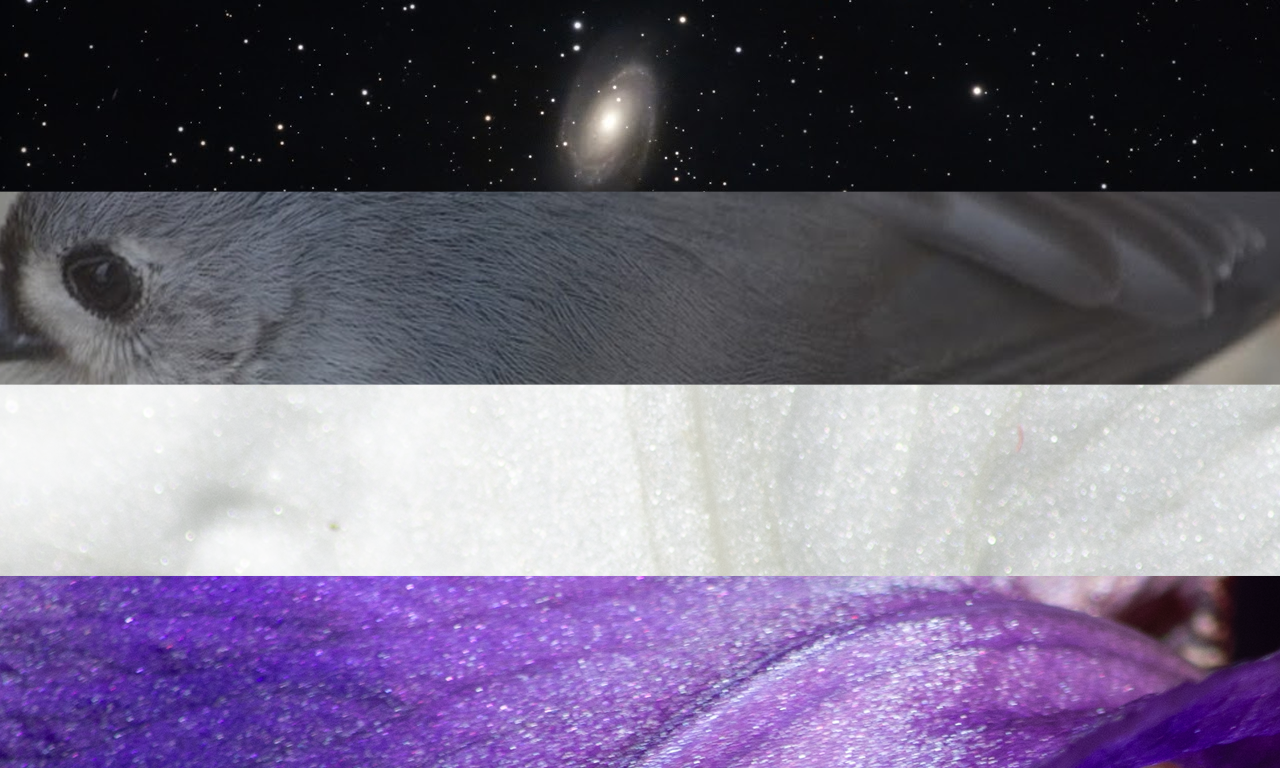 Asexual