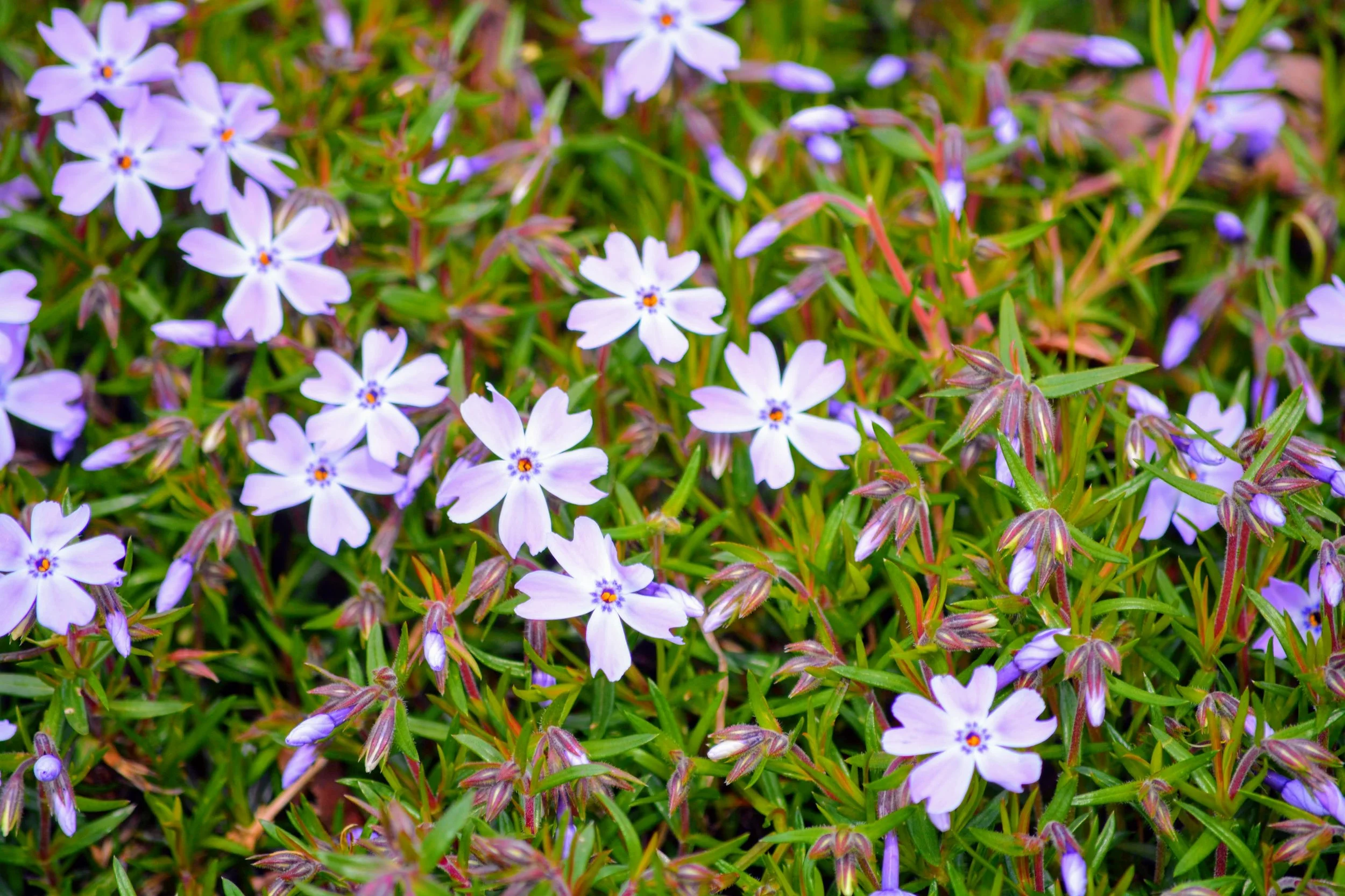 DSC_0773-EFFECTS_Original.JPG