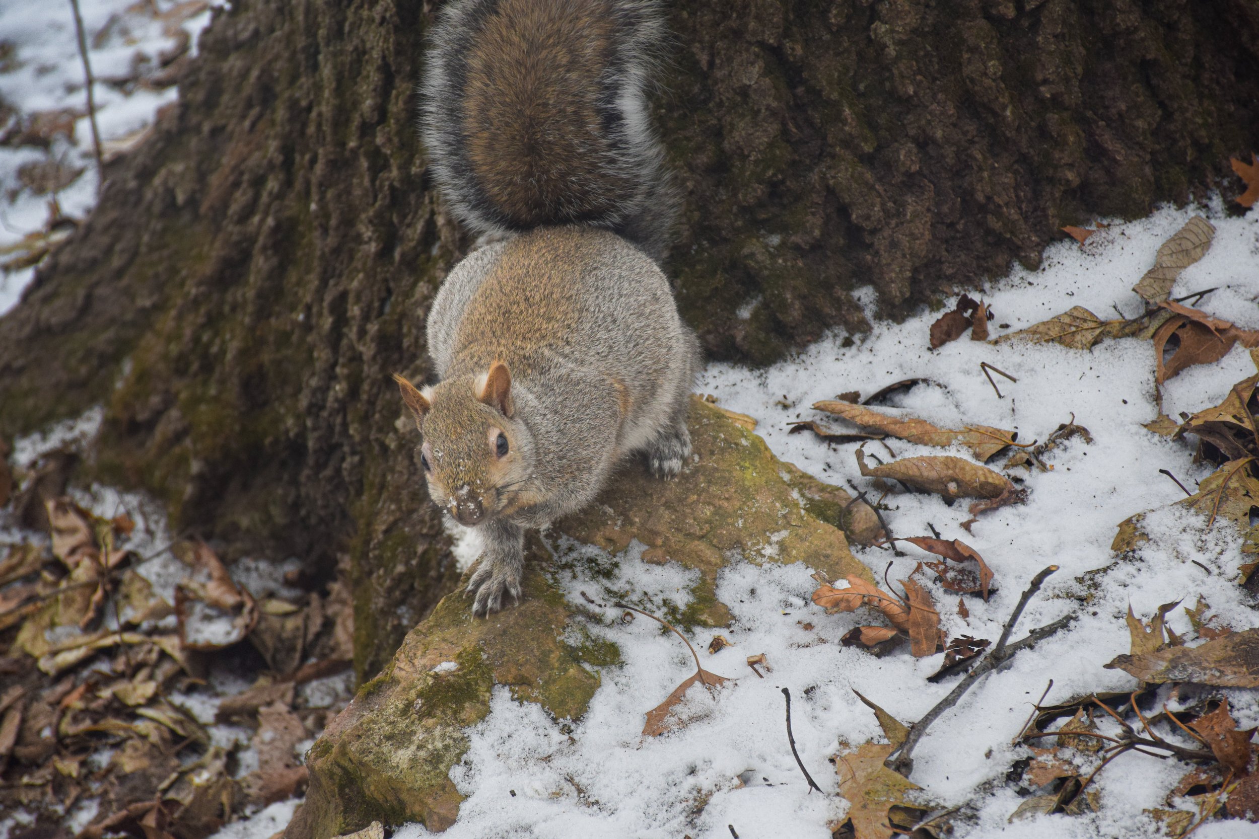 DSC_0018_Original.jpg