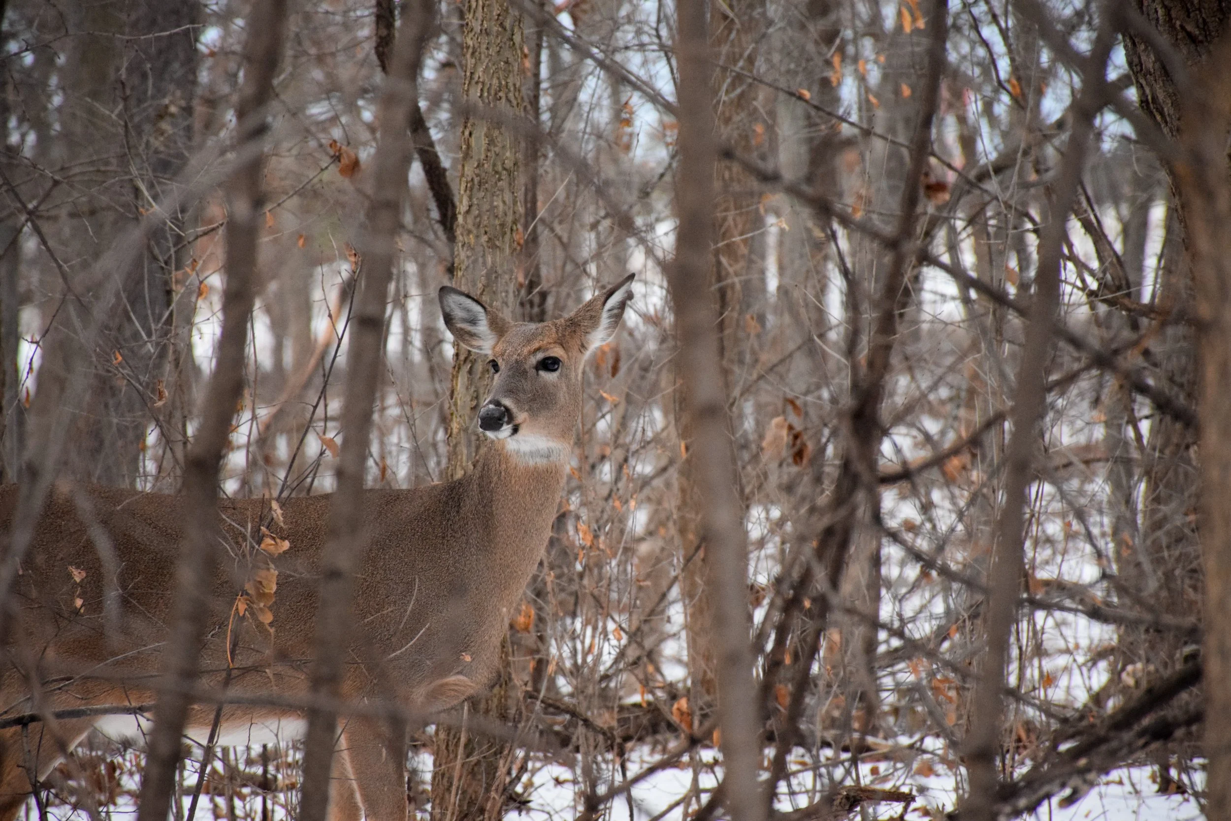DSC_0105.JPG