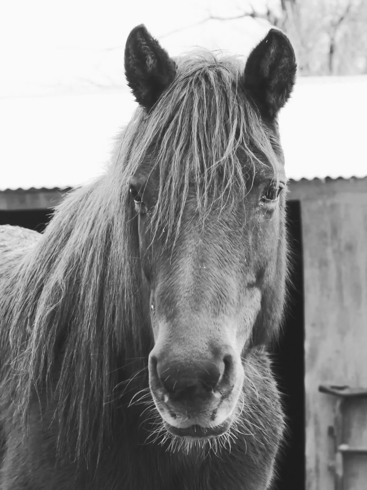 Snow day portraits of current River Thunder Ranch residents with a last pic treat for anyone who scrolls thru ⭐️ It was no fun but we made it! I fell off a ladder prepping for the storm but cleaned up a ton before it hit. Blessed and thriving every d